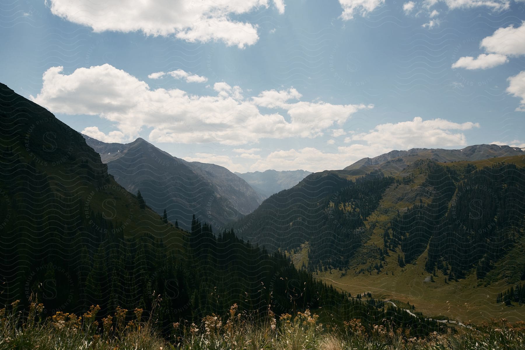 Plants and vegetation near forested mountains under a cloudy sky