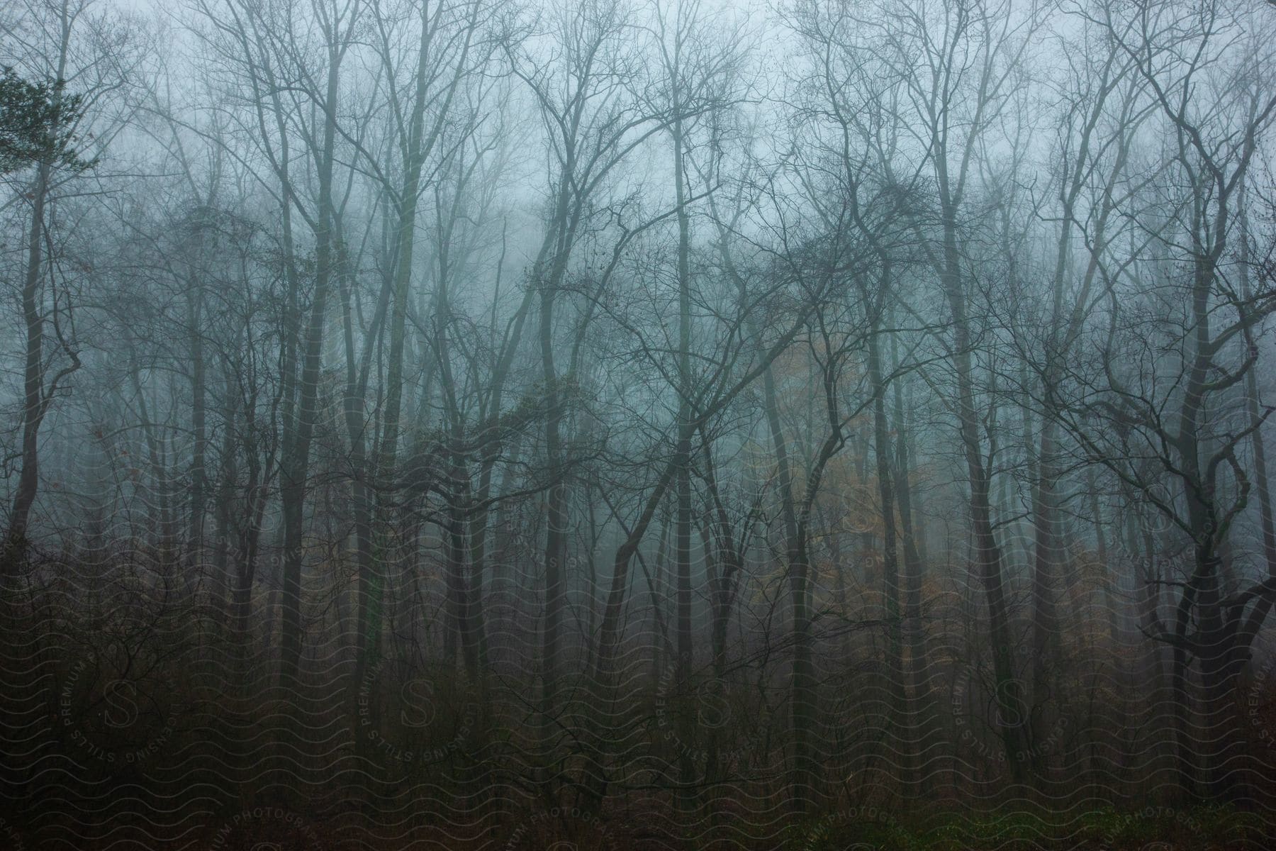 A misty jungle with trees and vegetation in a grey atmosphere