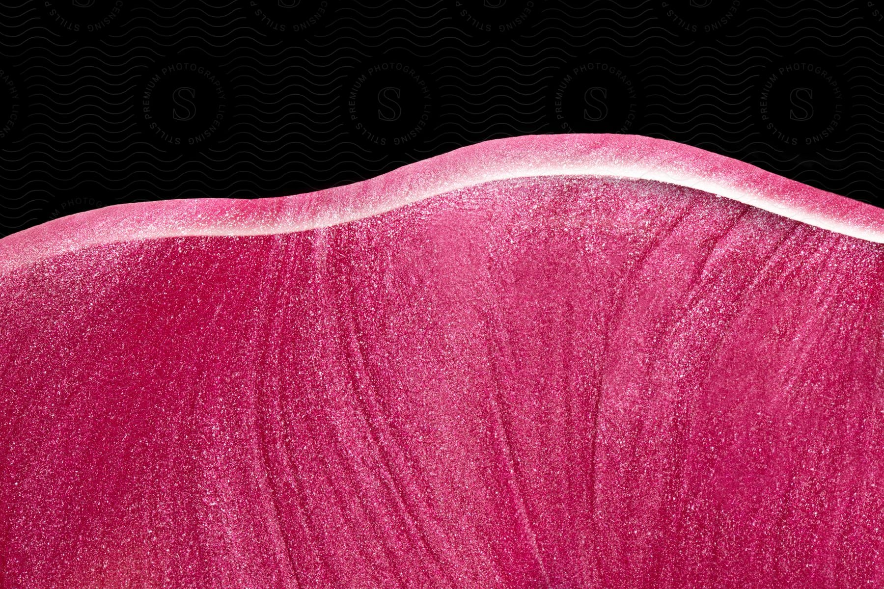 A digital image of a bright pink petal against a black background