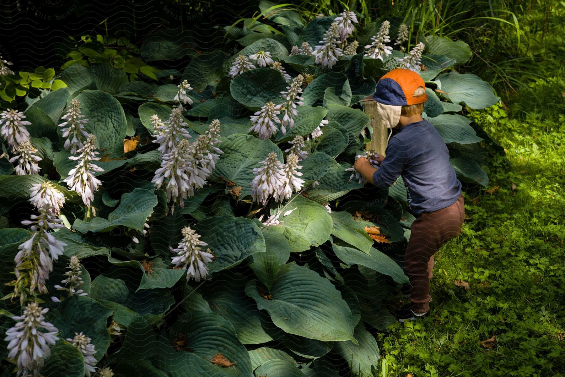 A woman in a garden tending to a flower