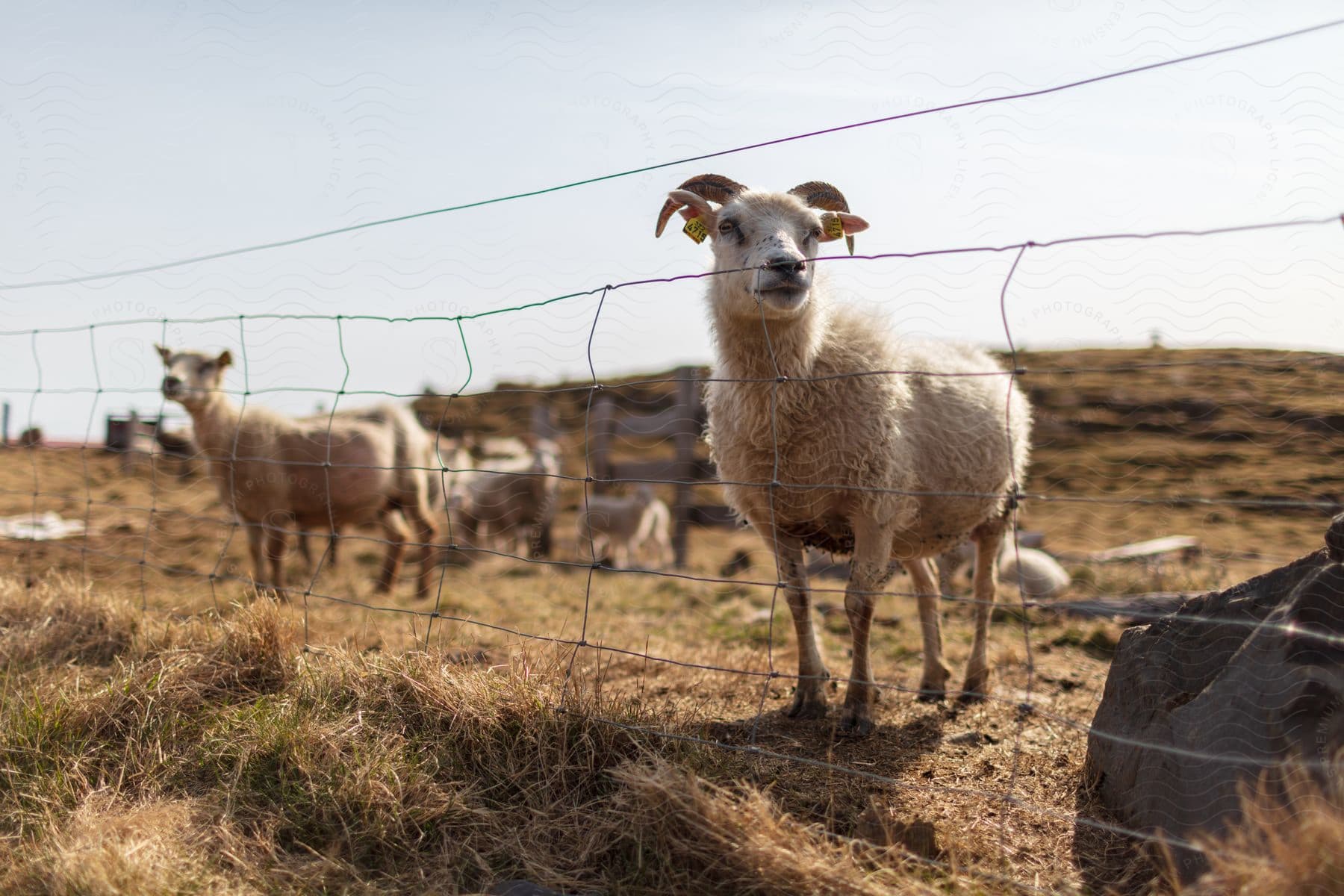 Sheep in a grassy field with wire fence