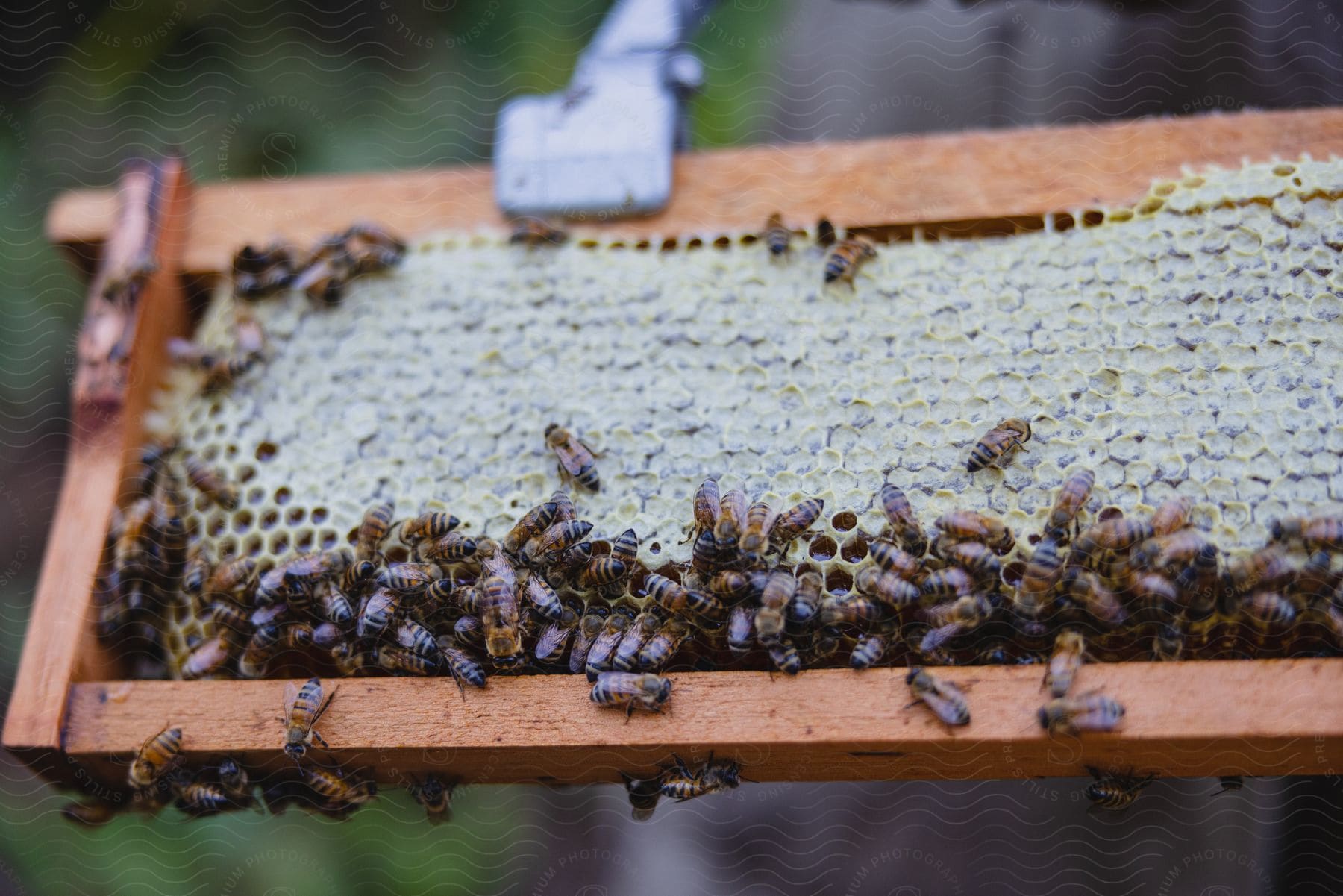 A group of bees on honeycombs in a bee farm in costa rica
