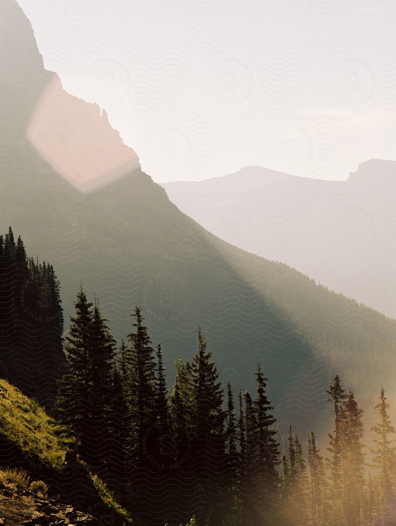 Sunlit mountain hillside covered with trees