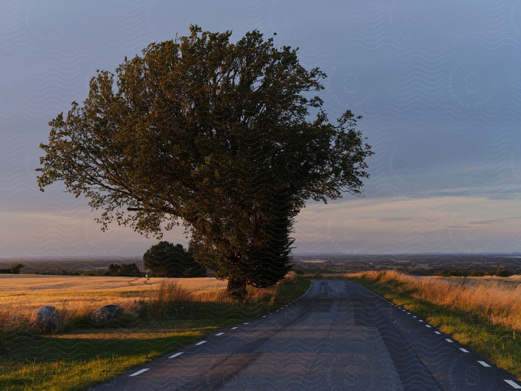 A road with fields on each side and a small tree on the left side