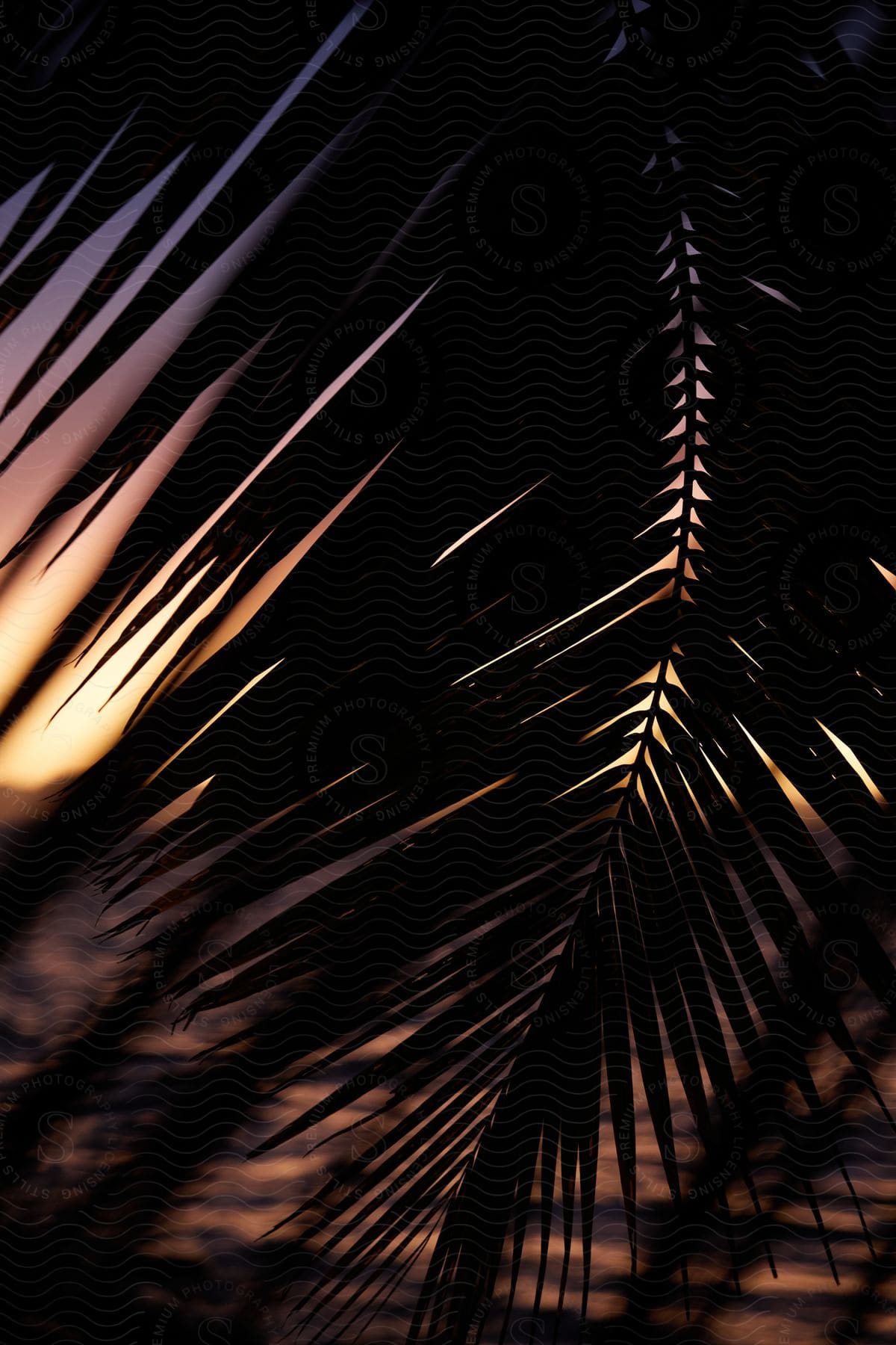 A silhouette of a palm tree leaf on a beach in front of a sunset