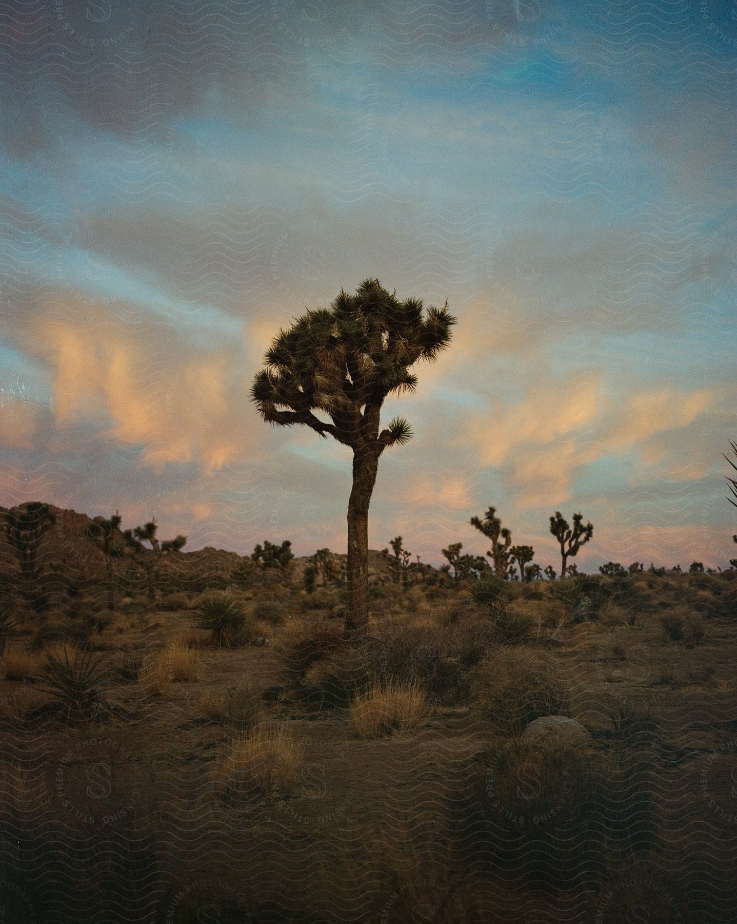 Wild flat landscape with greenery and hills in the american desert