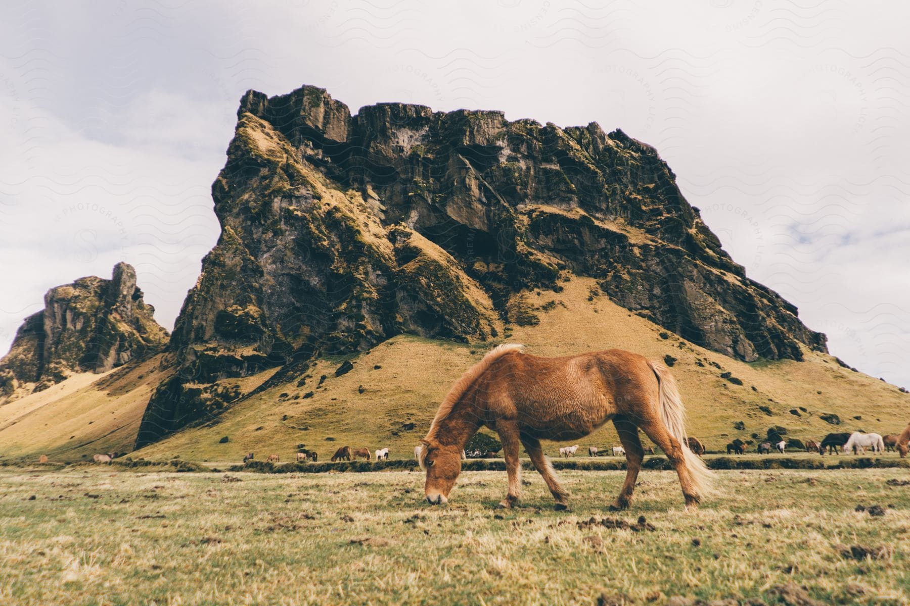 Several horses graze near a mesa on a cloudy day