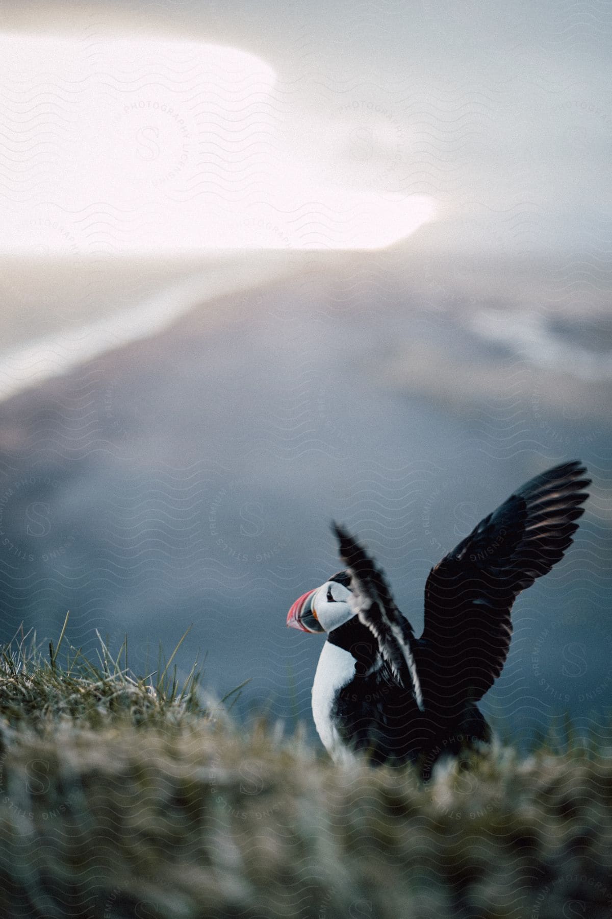 Bird perched on a high hilltop with a river flowing in the distance on a cloudy day