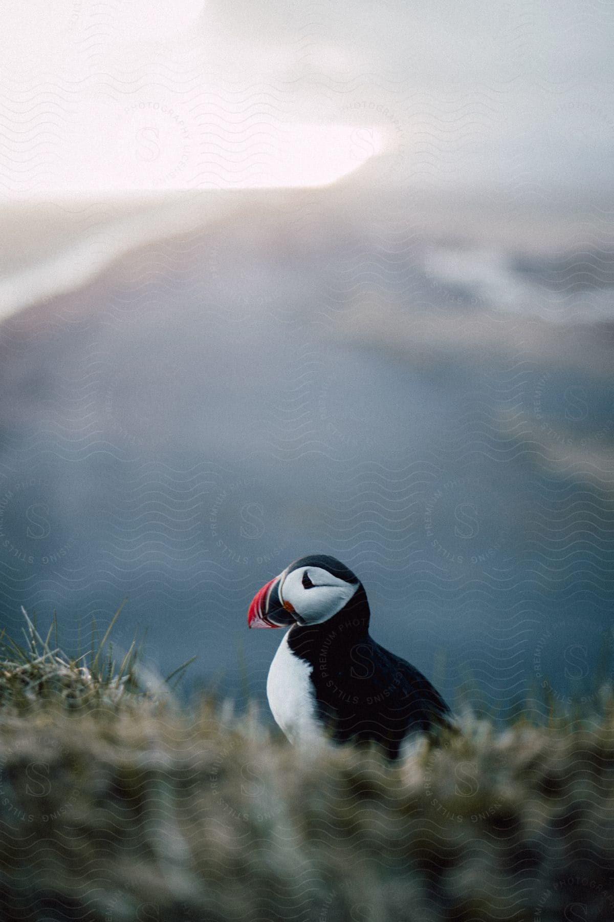 A puffin sits in grass on a hill in iceland