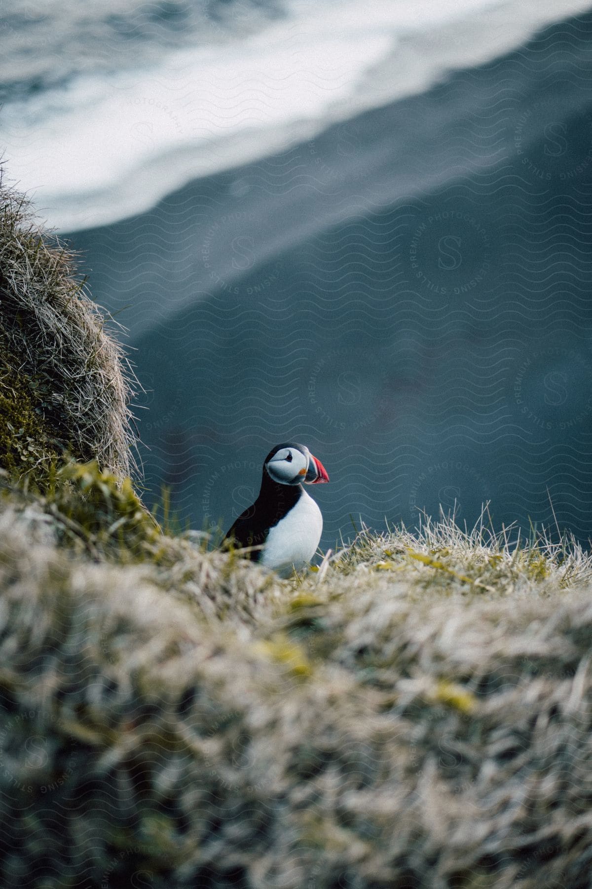A puffin sitting in a natural landscape with water and grass