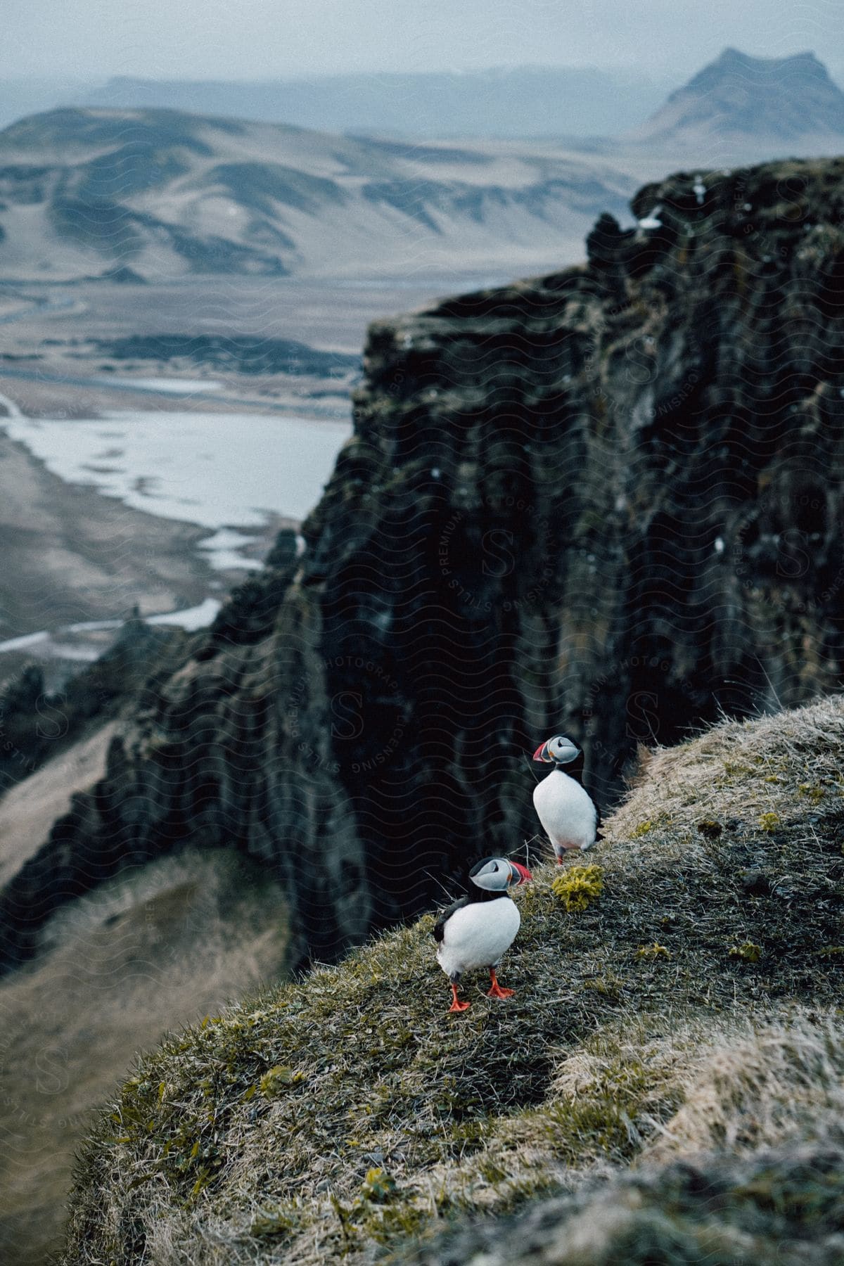 A couple of puffins stand near a cliff in the mountains