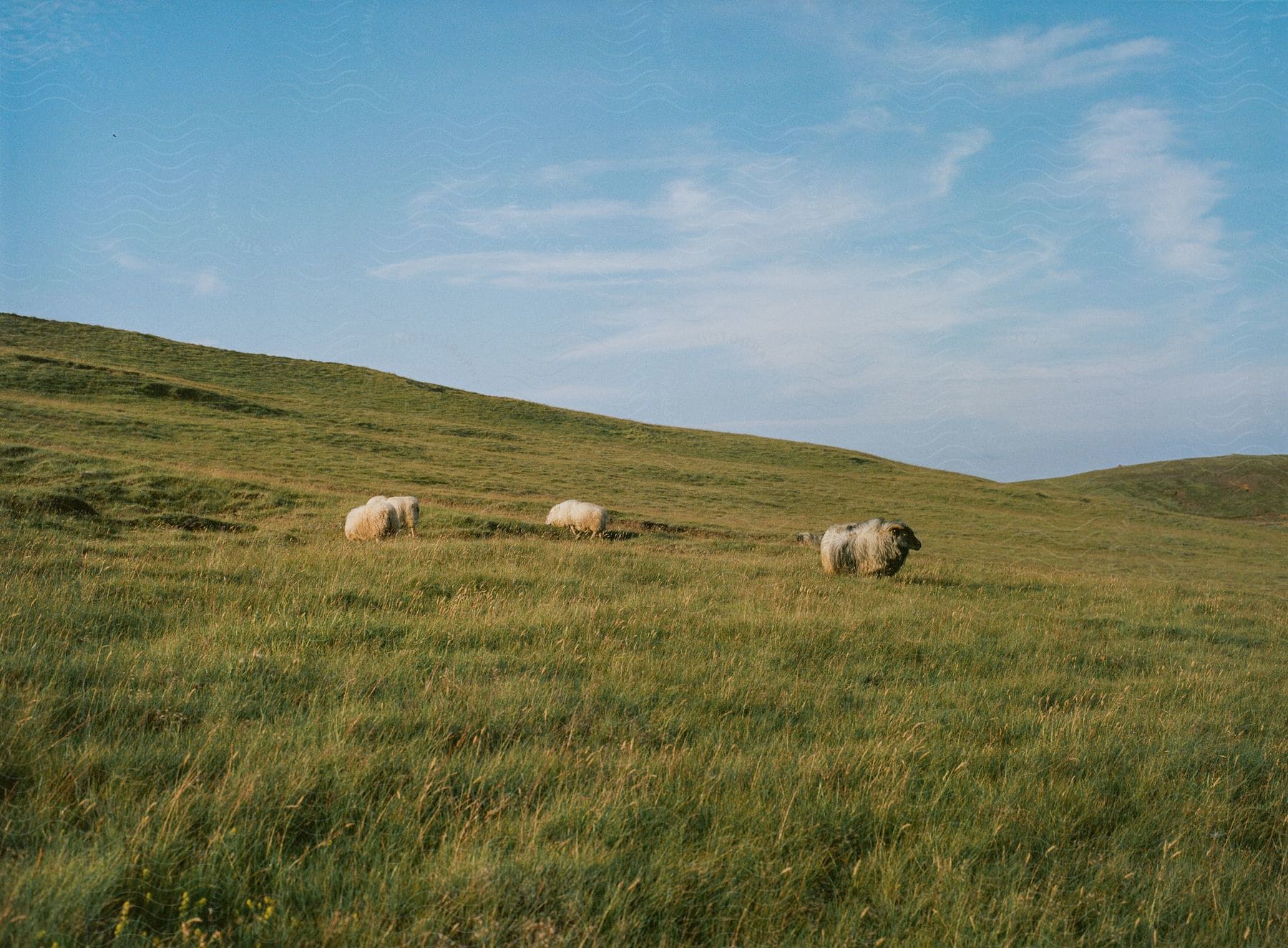 A green field with animals grazing