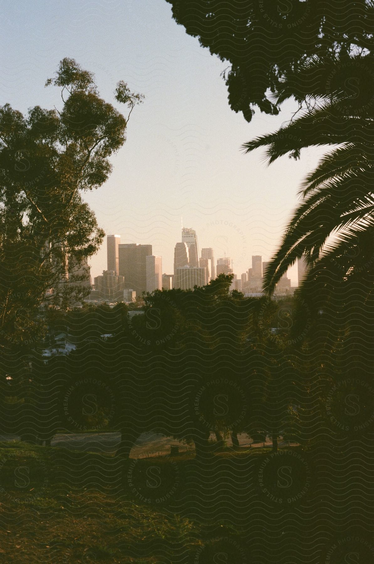 A city skyline at dusk with tall buildings and palm trees