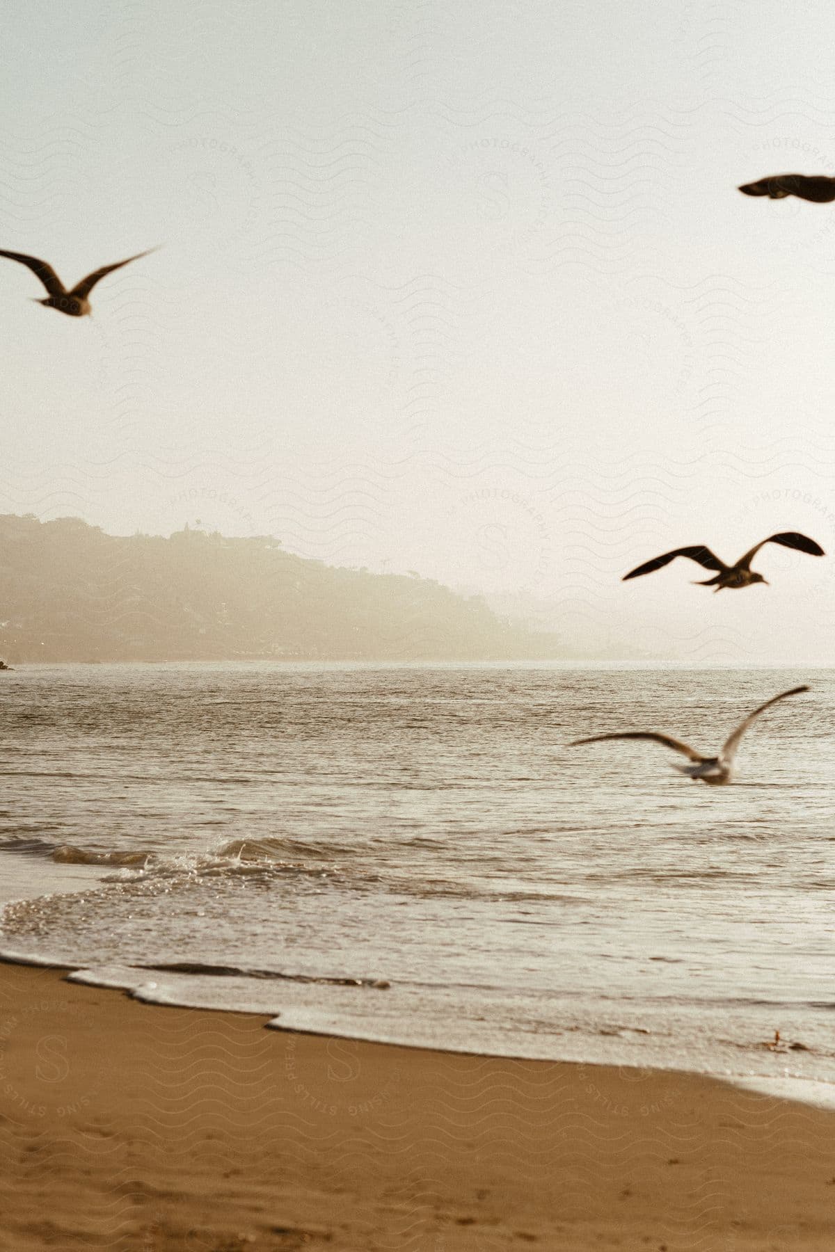 Seagulls flying near shoreline with cloudy sky and ocean hills in the horizon