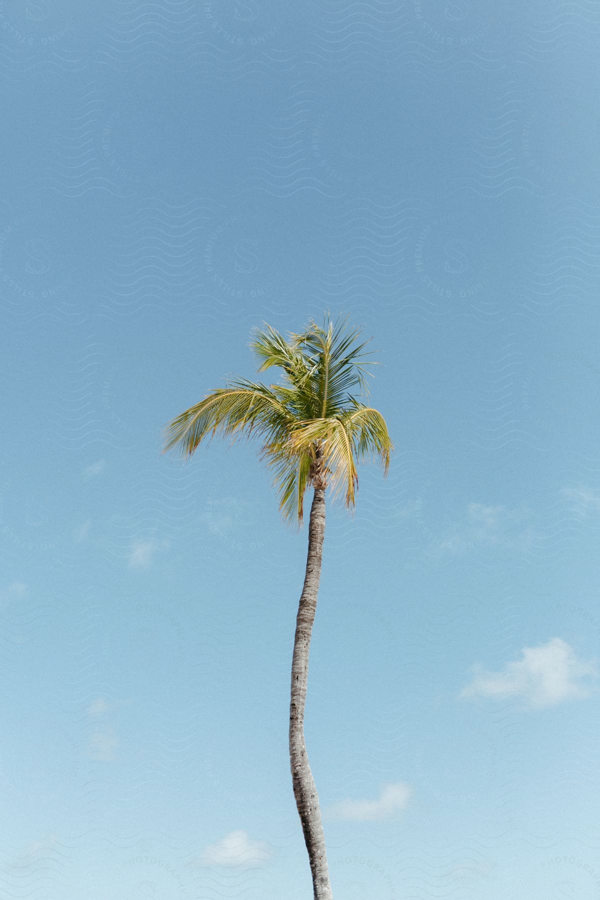 A tall palm tree in an outdoor setting during the day