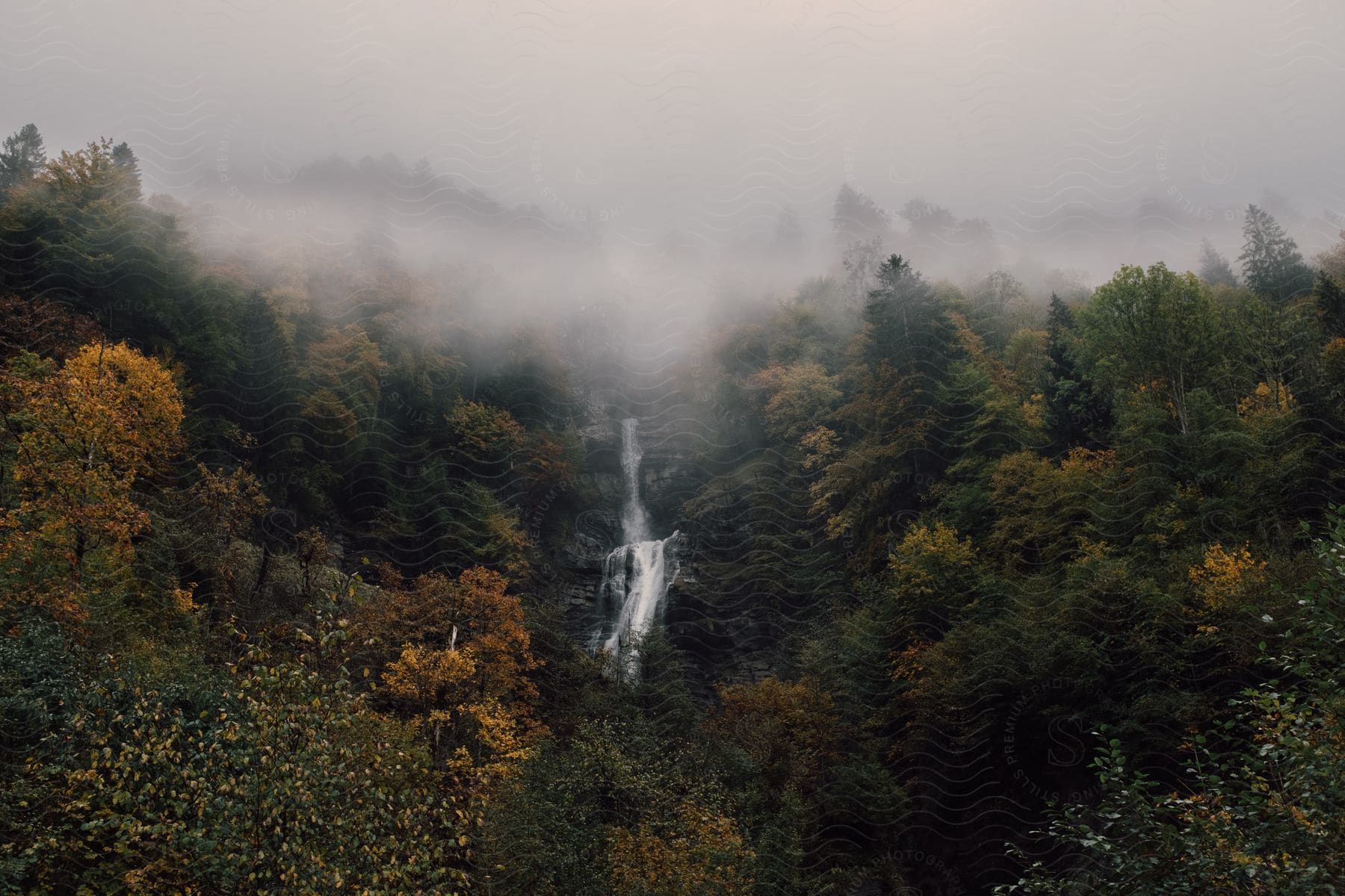 A stream flows down forested mountains in the swiss alps