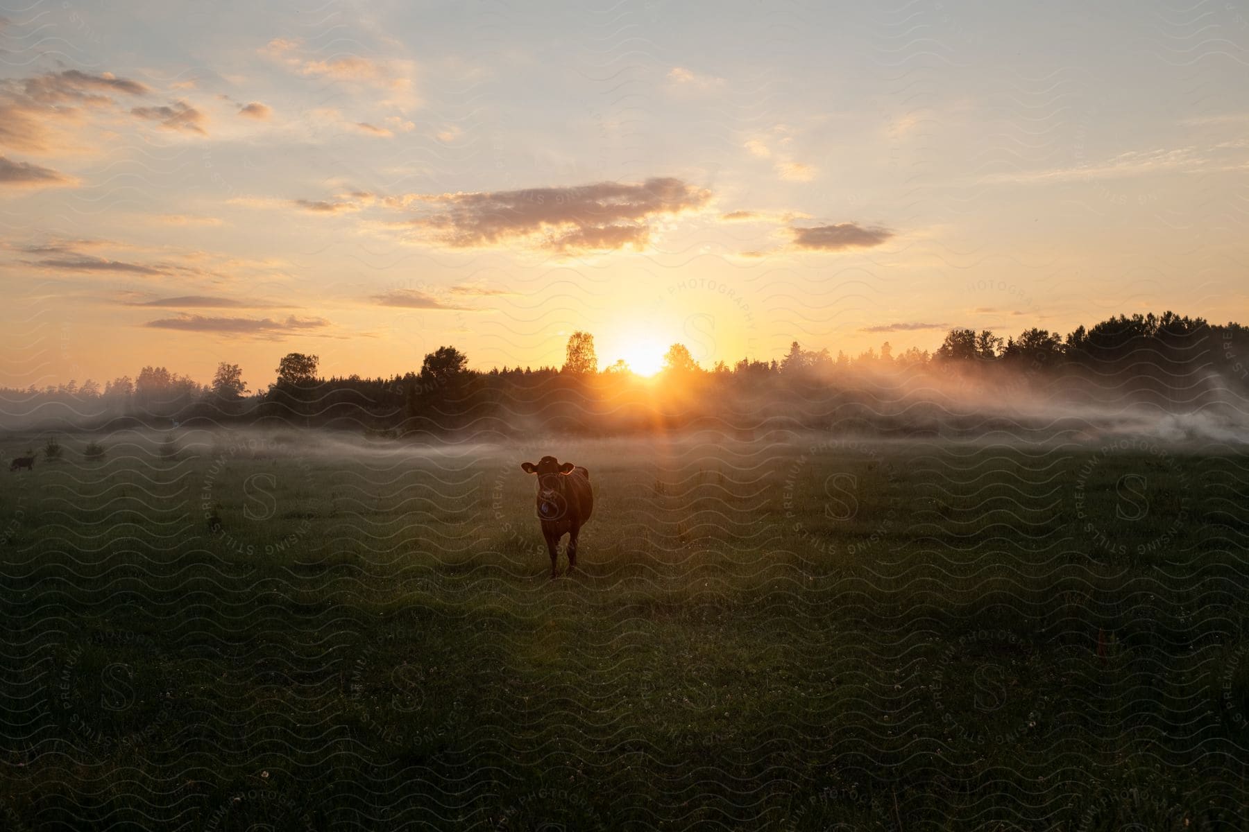 A lone cow stands in a misty field