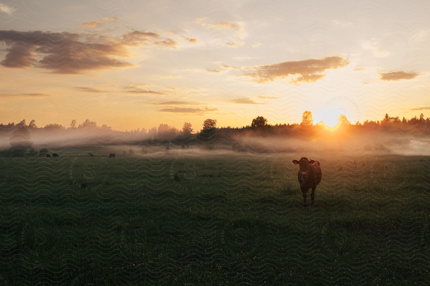 A lone cow stands in a foggy pasture