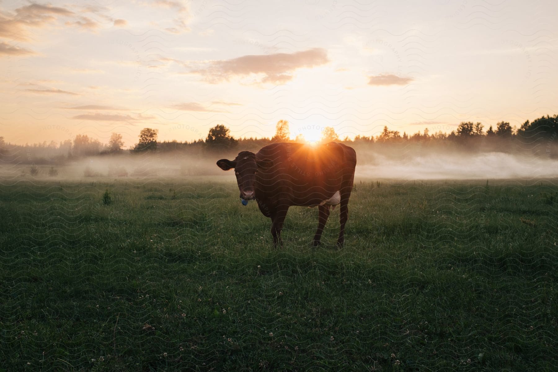 A dairy cow grazing on a grassland at sunrise with low fog in the background