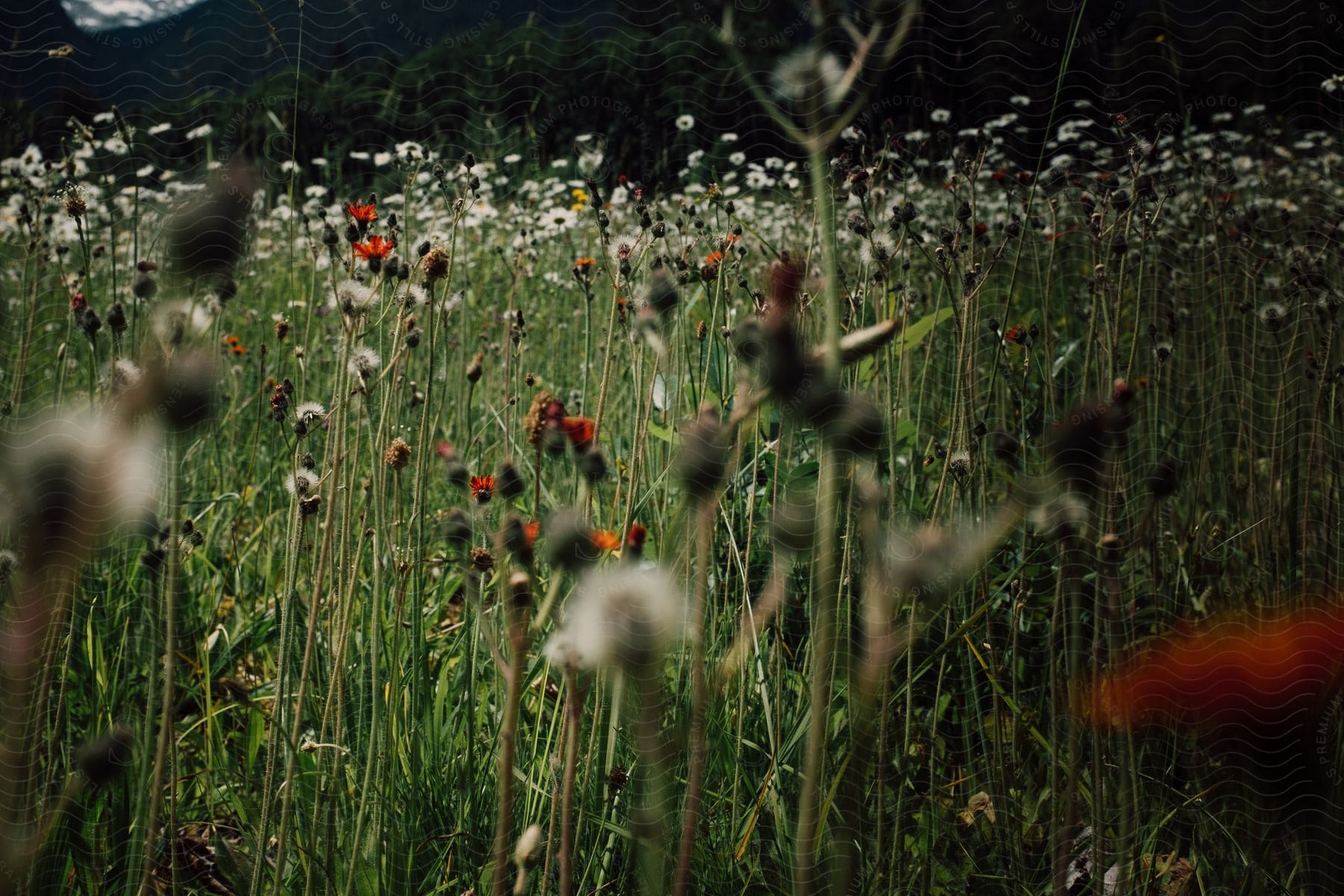 A field of wildflowers and other flowers in the foreground with a backdrop of distant mountains