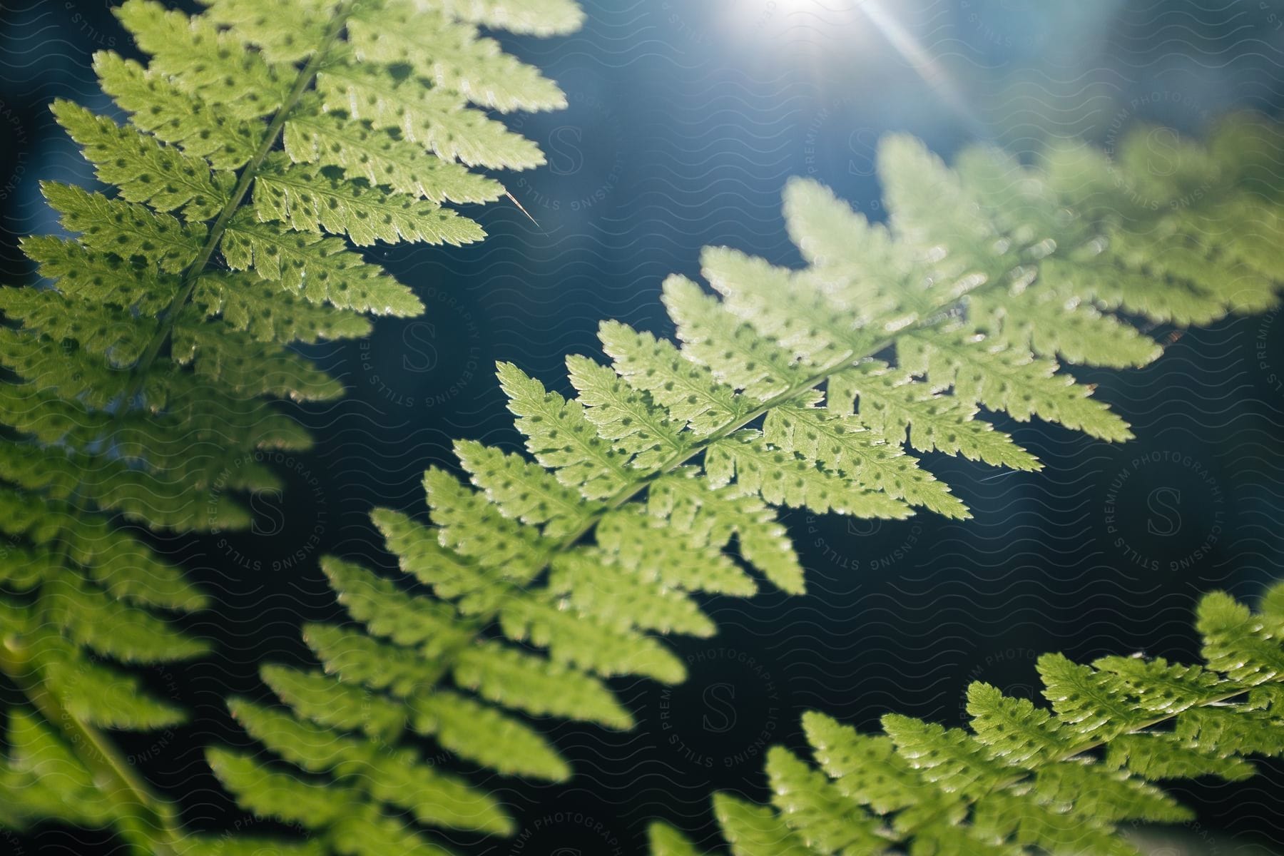 A closeup of a leaf from a fern plant in nature with sunlight shining through