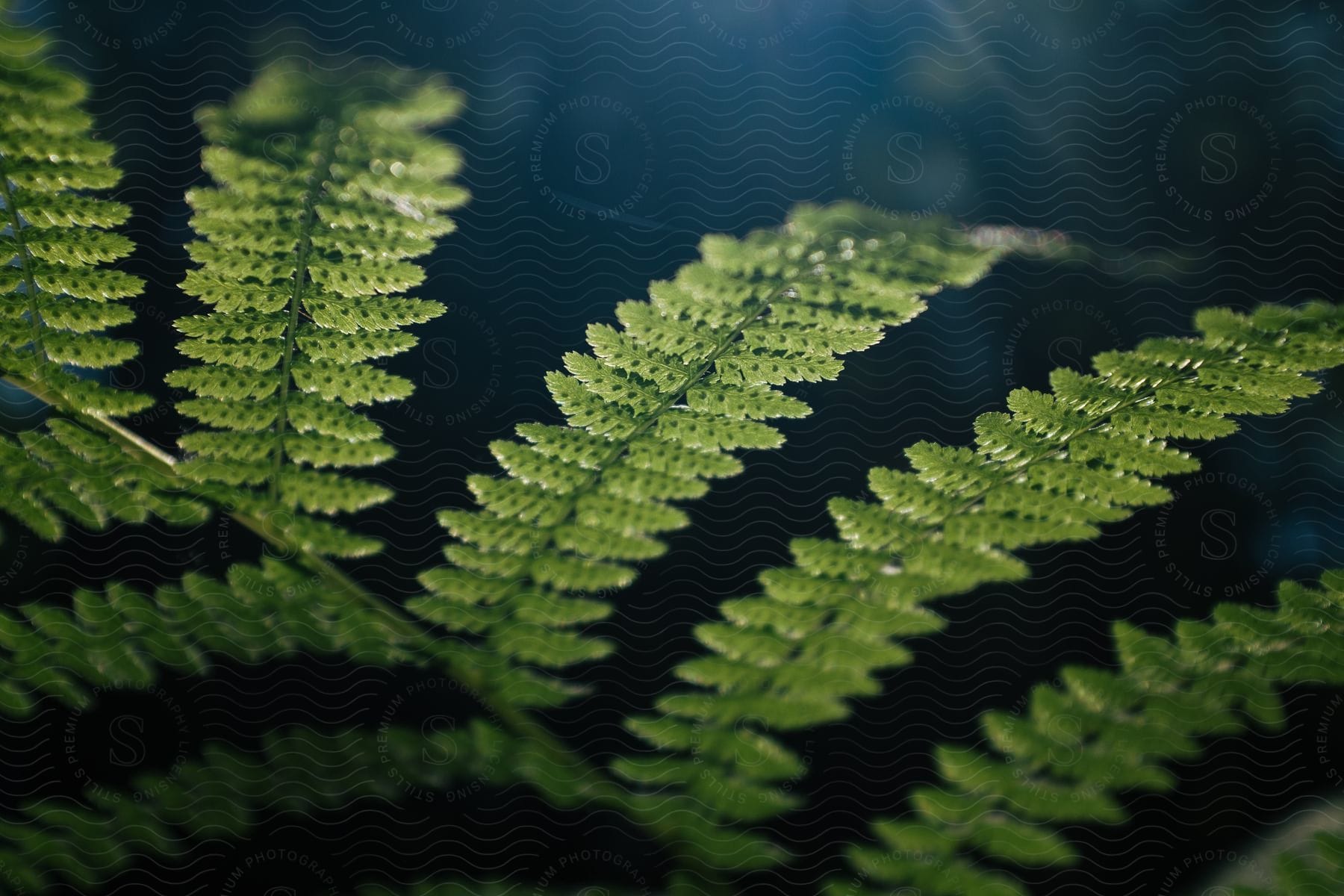 Leaves and twigs of a fern plant in nature