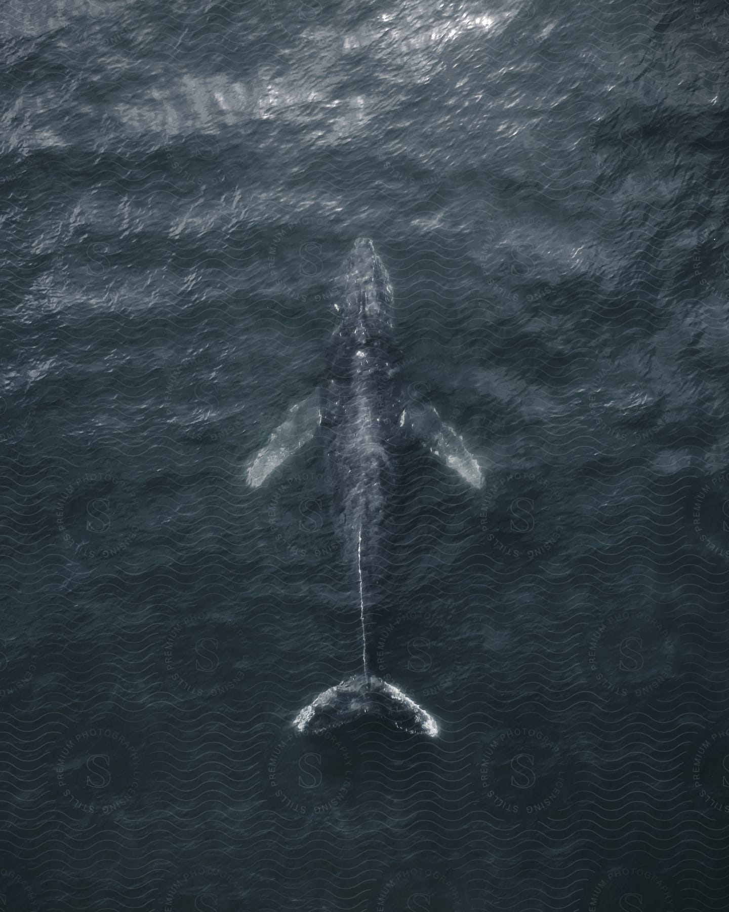 Aerial shot of a large whale swimming in the ocean