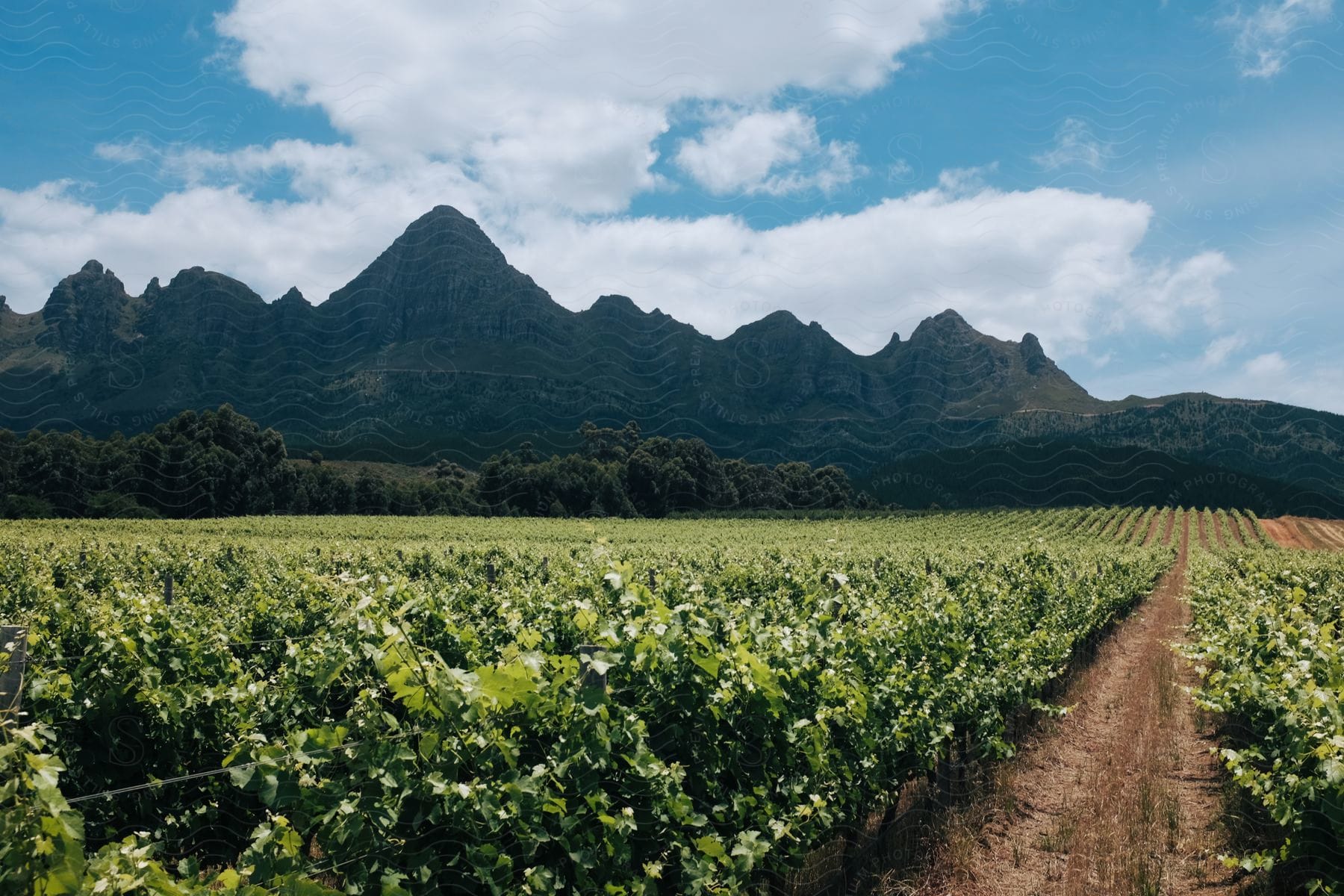 A farm with different planted fields in a vineyard in south africa