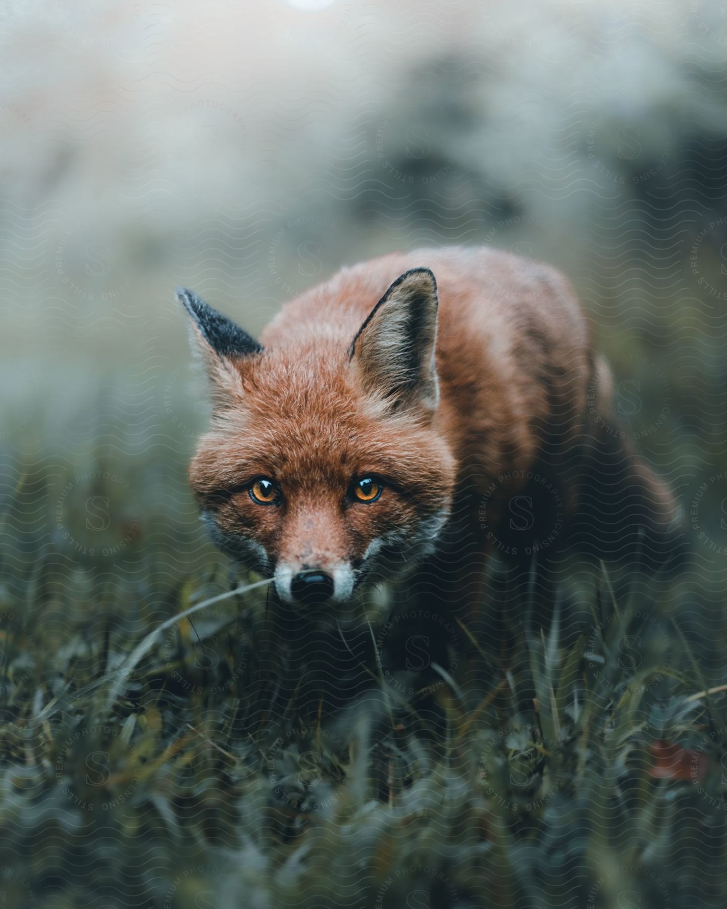 A furious brown fox with a fat body and an angry expression seen in an alpine forest in germany