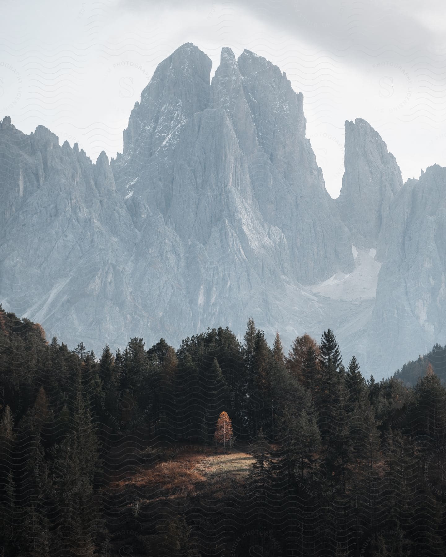 Summit of a mountain range over a pine tree forest during the daytime