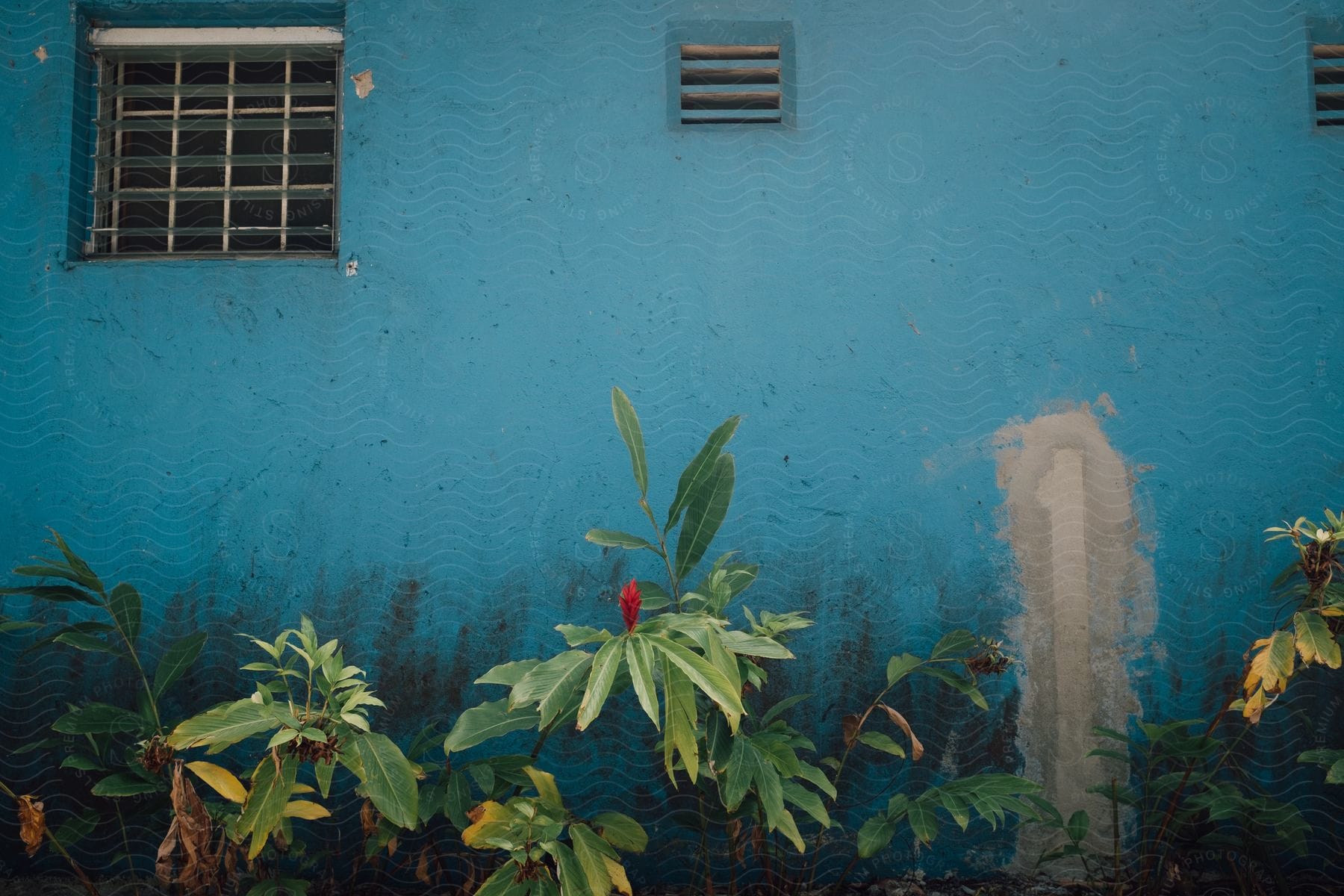 A blue wall with green plant and a window