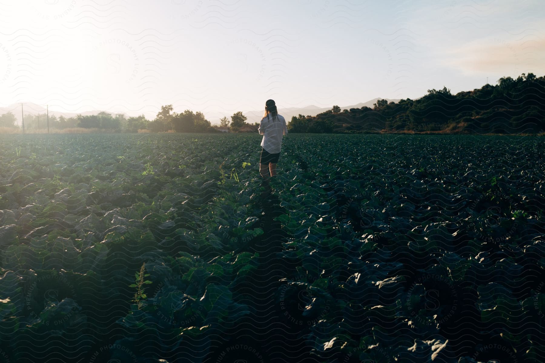 A person wearing shorts walks through a field of crops in california