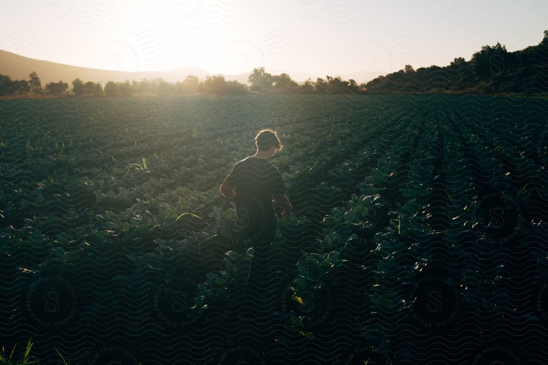 A male walking through a cropfilled farm at dusk or dawn in california