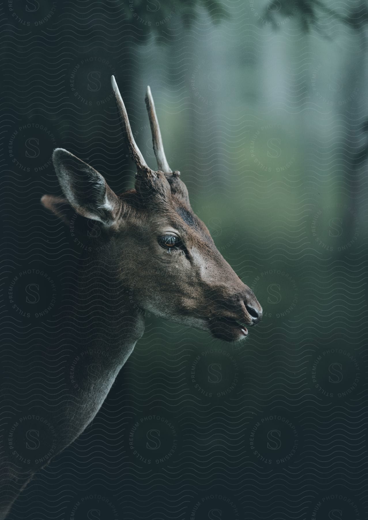 A moose in the forest