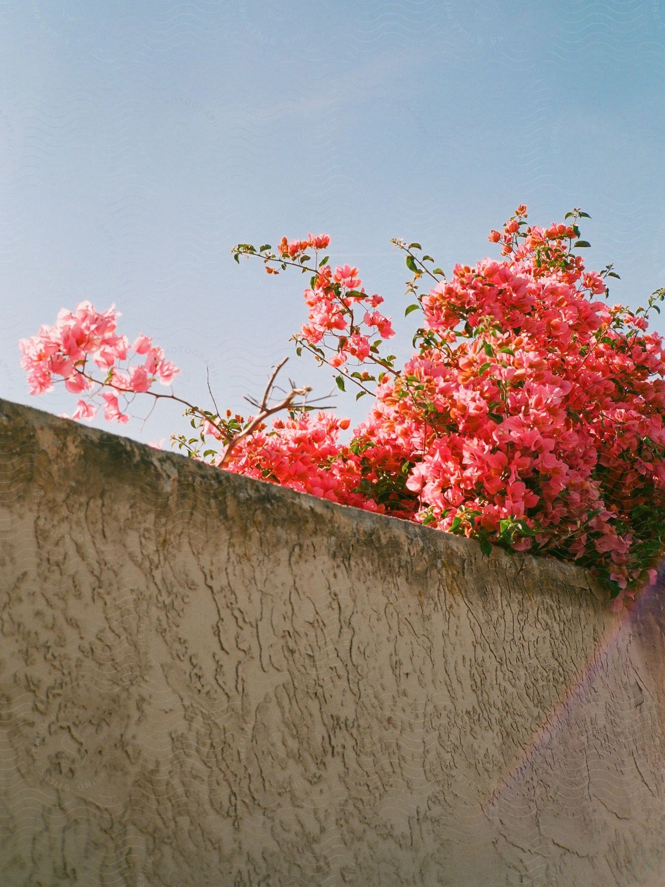 Bougainvillea glabra on wall in an exterior location during the day with high key lighting and no people present