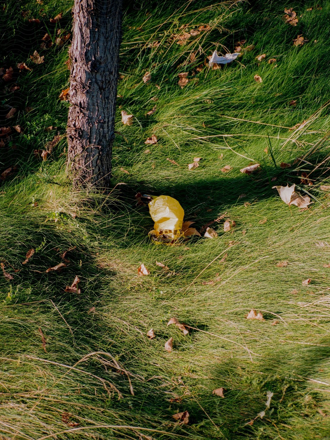 Yellow plastic bag rests on green grass scattered leaves tall tree nearby