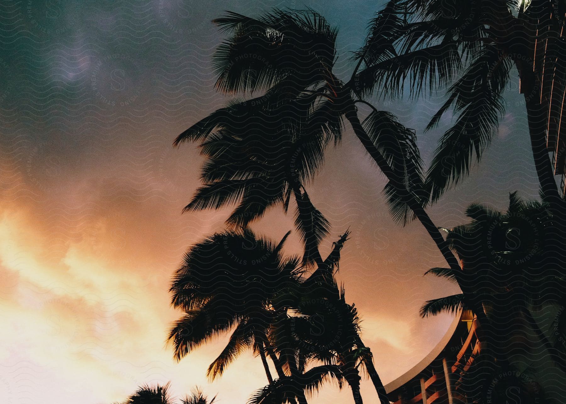 Tropical trees near a building at sunset