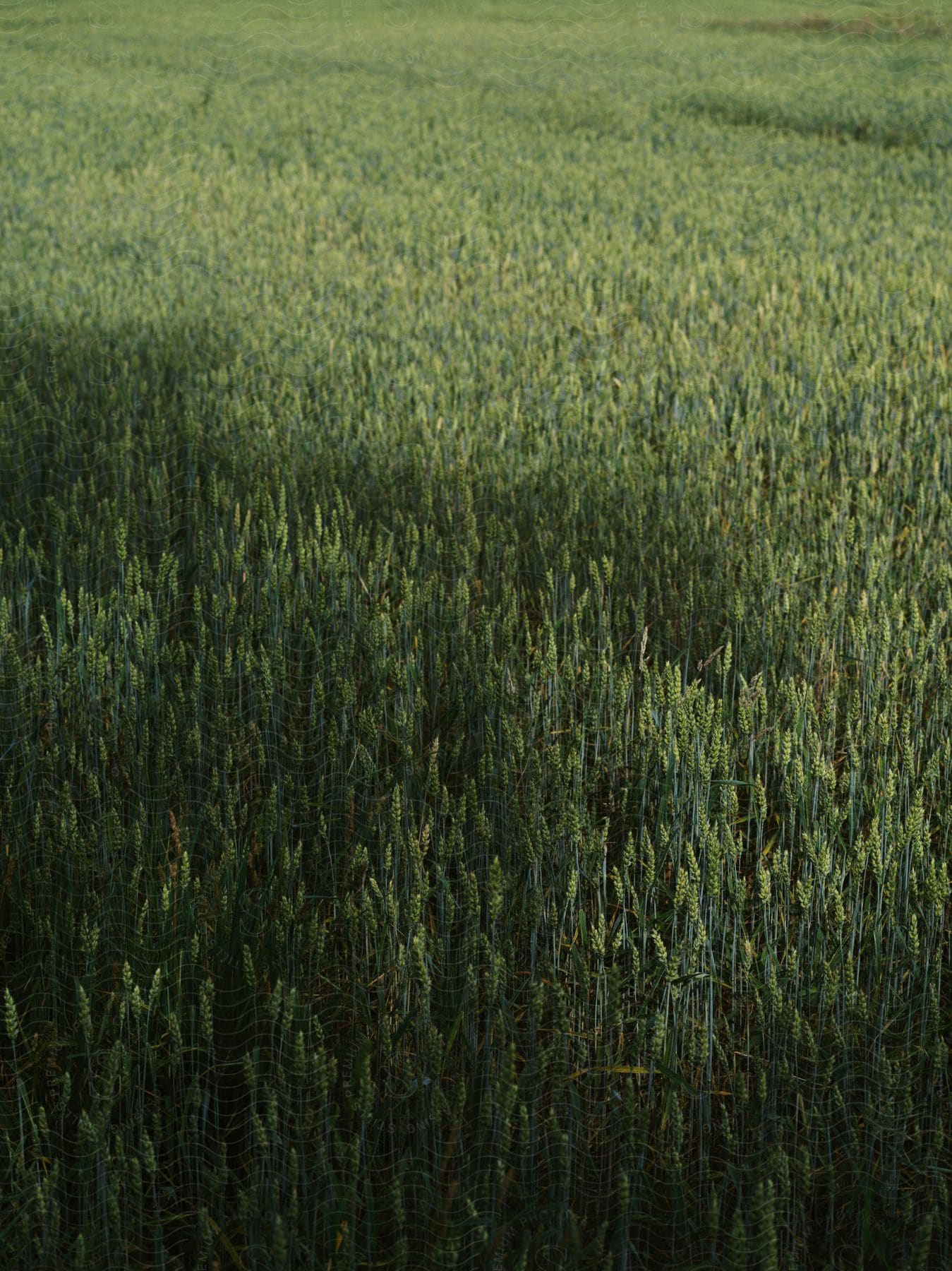 A field of tall grass in skåne sweden during the summer