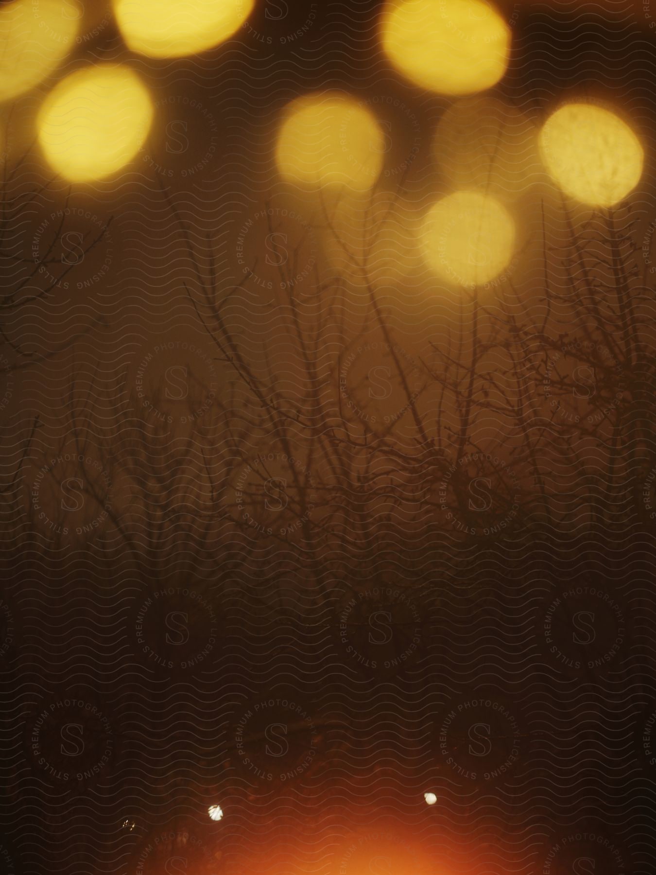 Barren tree branches against a night sky