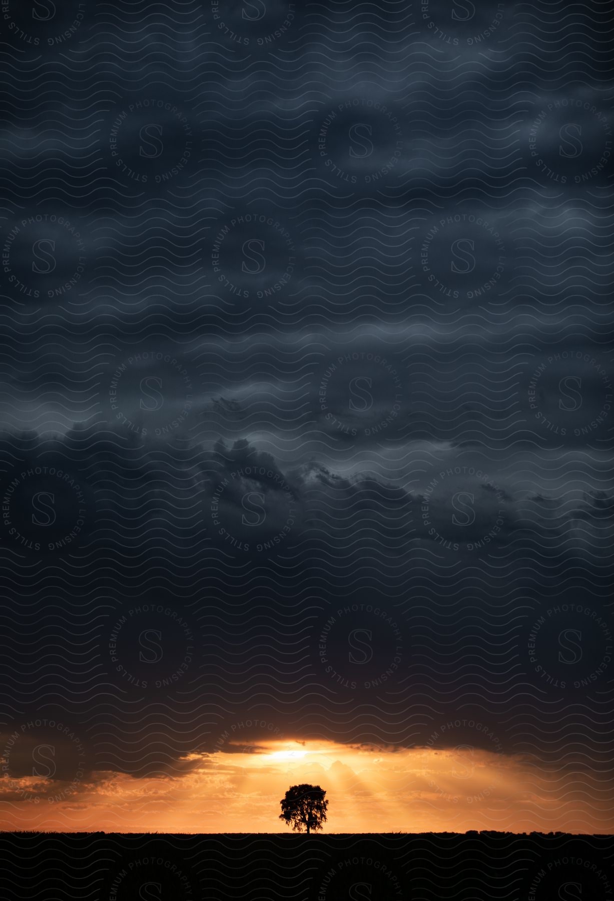 Stock photo of a silhouetted tree on a plain illuminated by the light of a sunset emerging from storm clouds