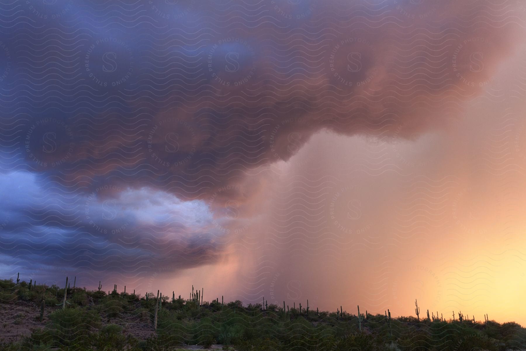 Rain pours on cactus and plants as dark storm clouds move over the desert hillside