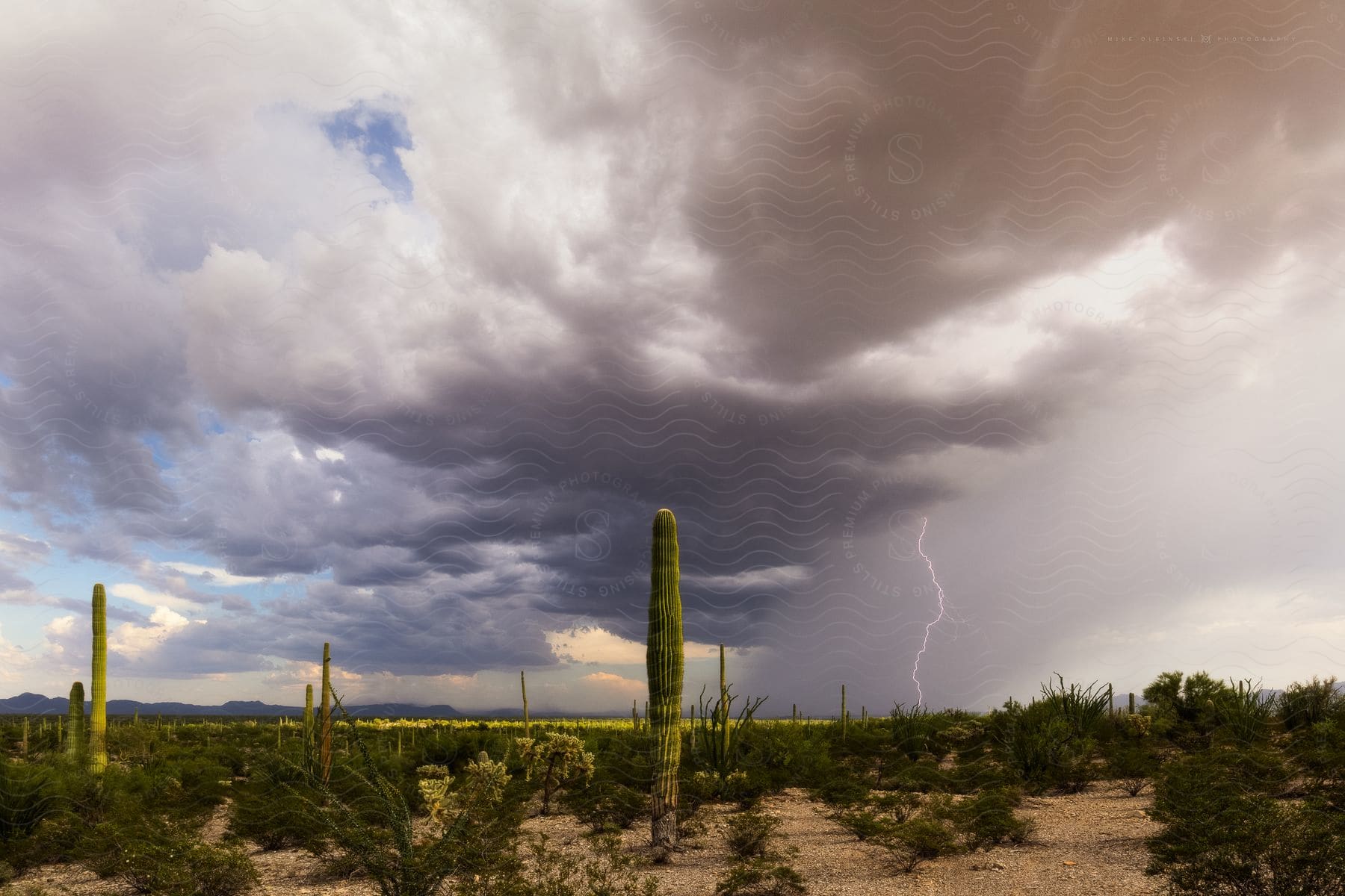 The desert landscape with cacti and storm clouds in the sky