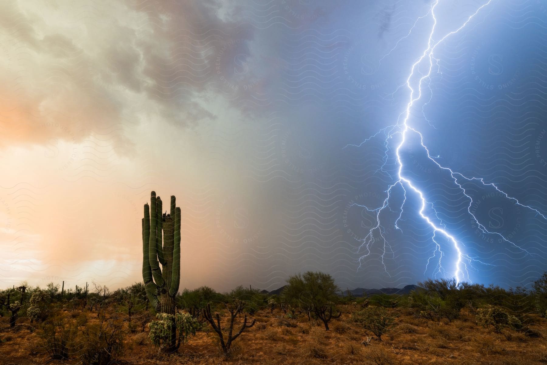 A desert thunderstorm with lightning to the right and a cactus in the foreground to the left