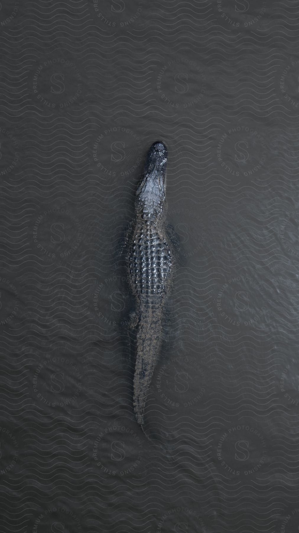 A crocodile swims in a river as seen from above