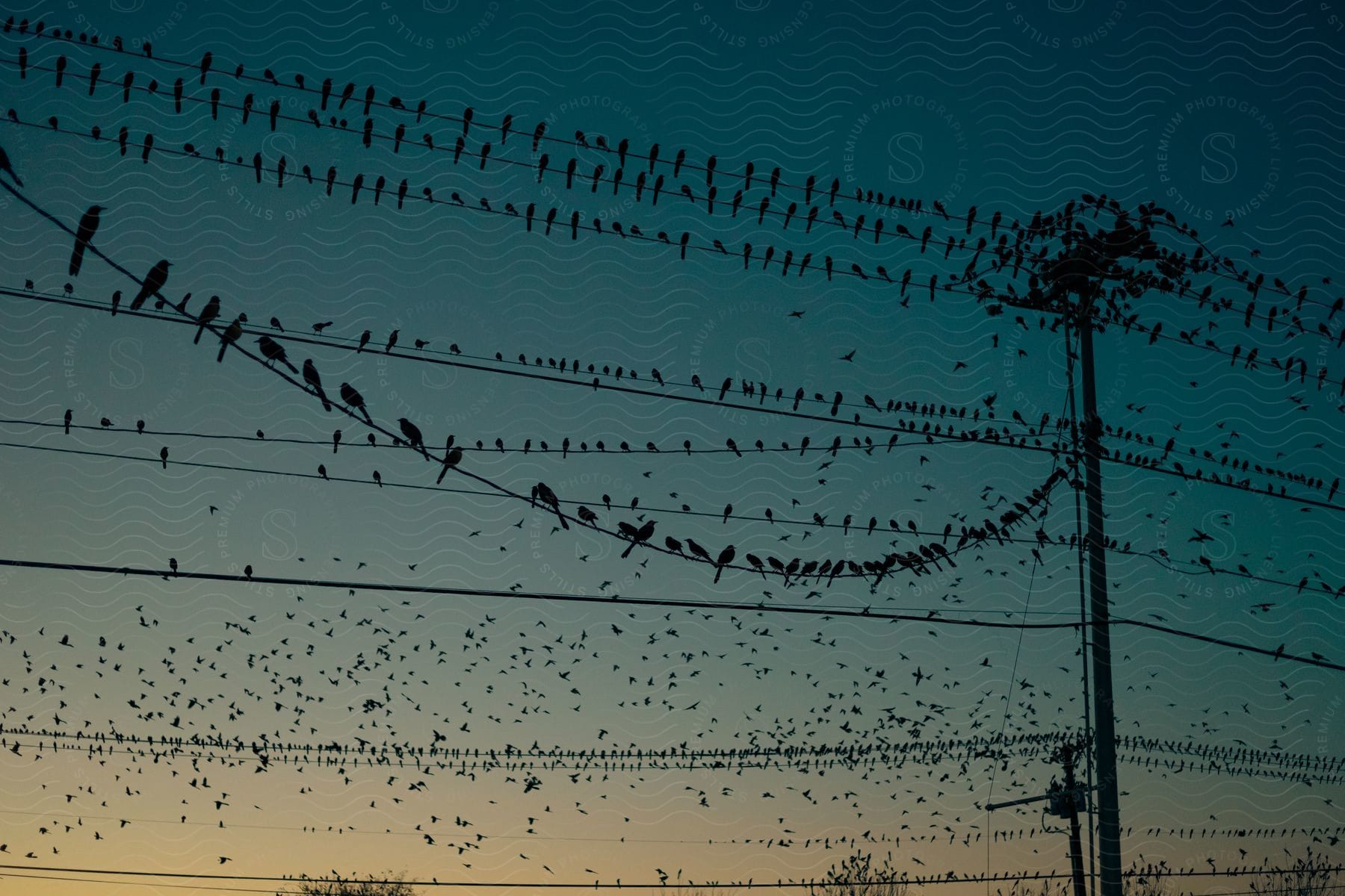 Birds flying in a sky with electrical wires in silhouette