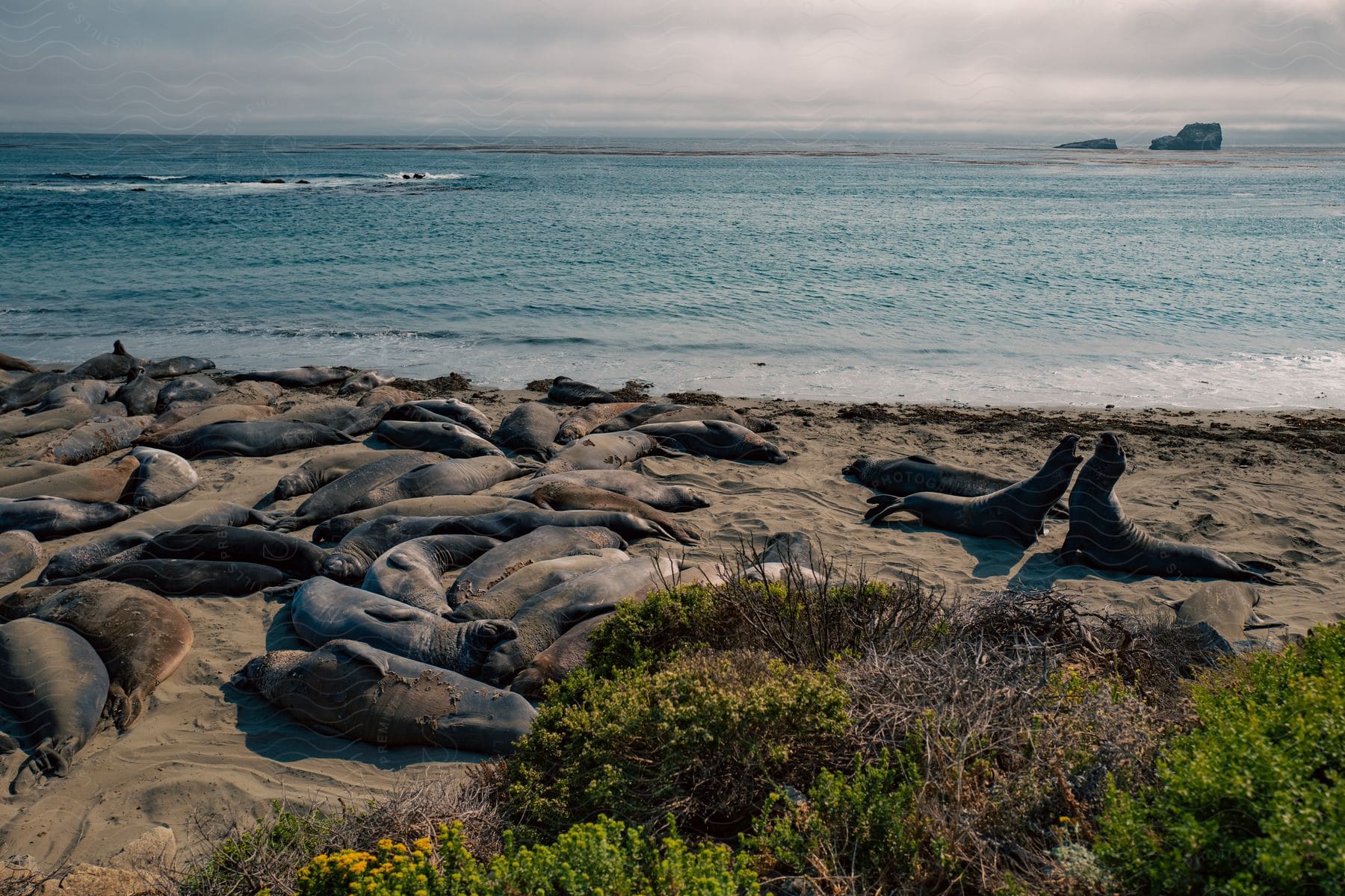 Sea lions resting and fighting on the coast next to the ocean