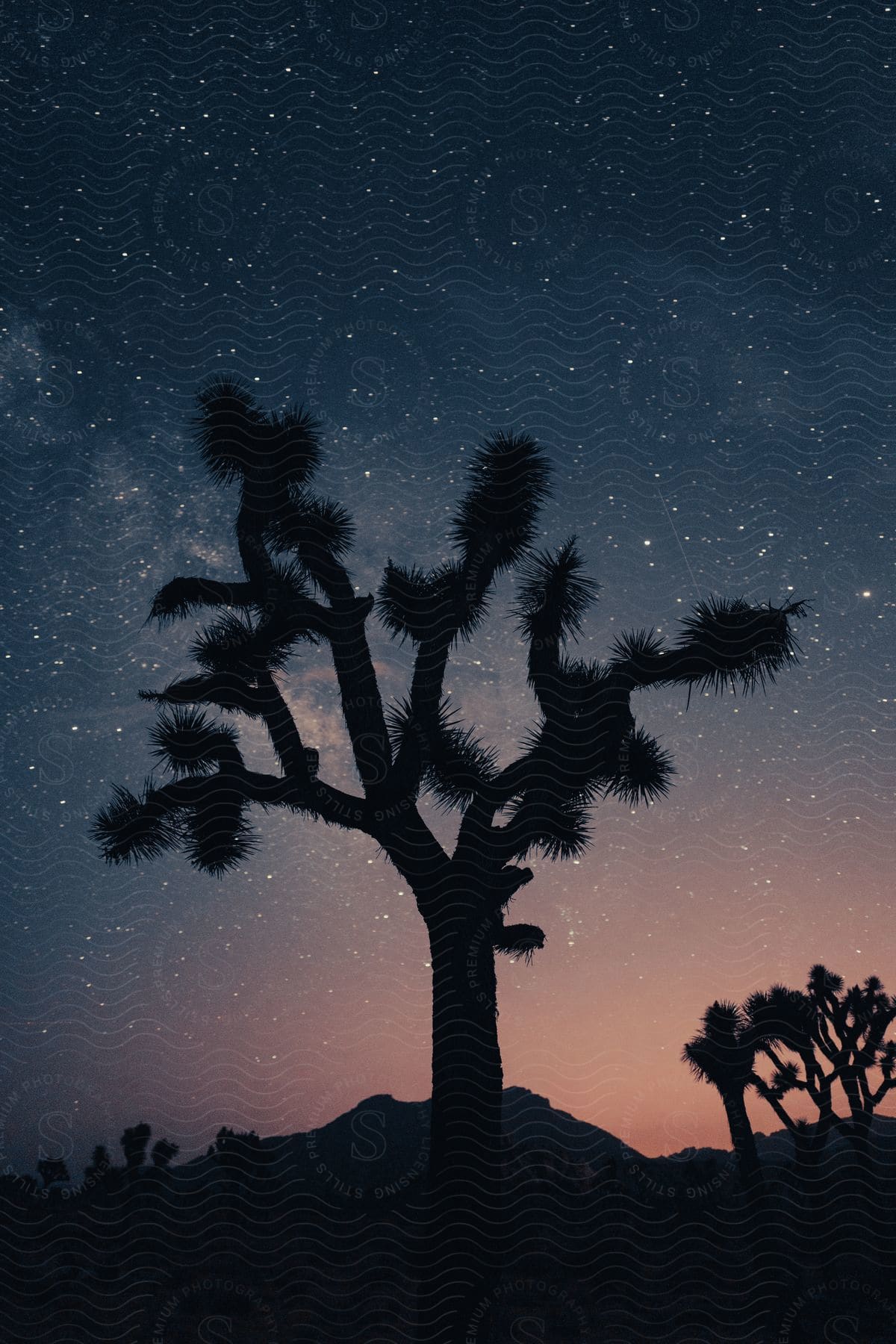 A Tree Is Silhouetted Against The Starry Sky In The Desert