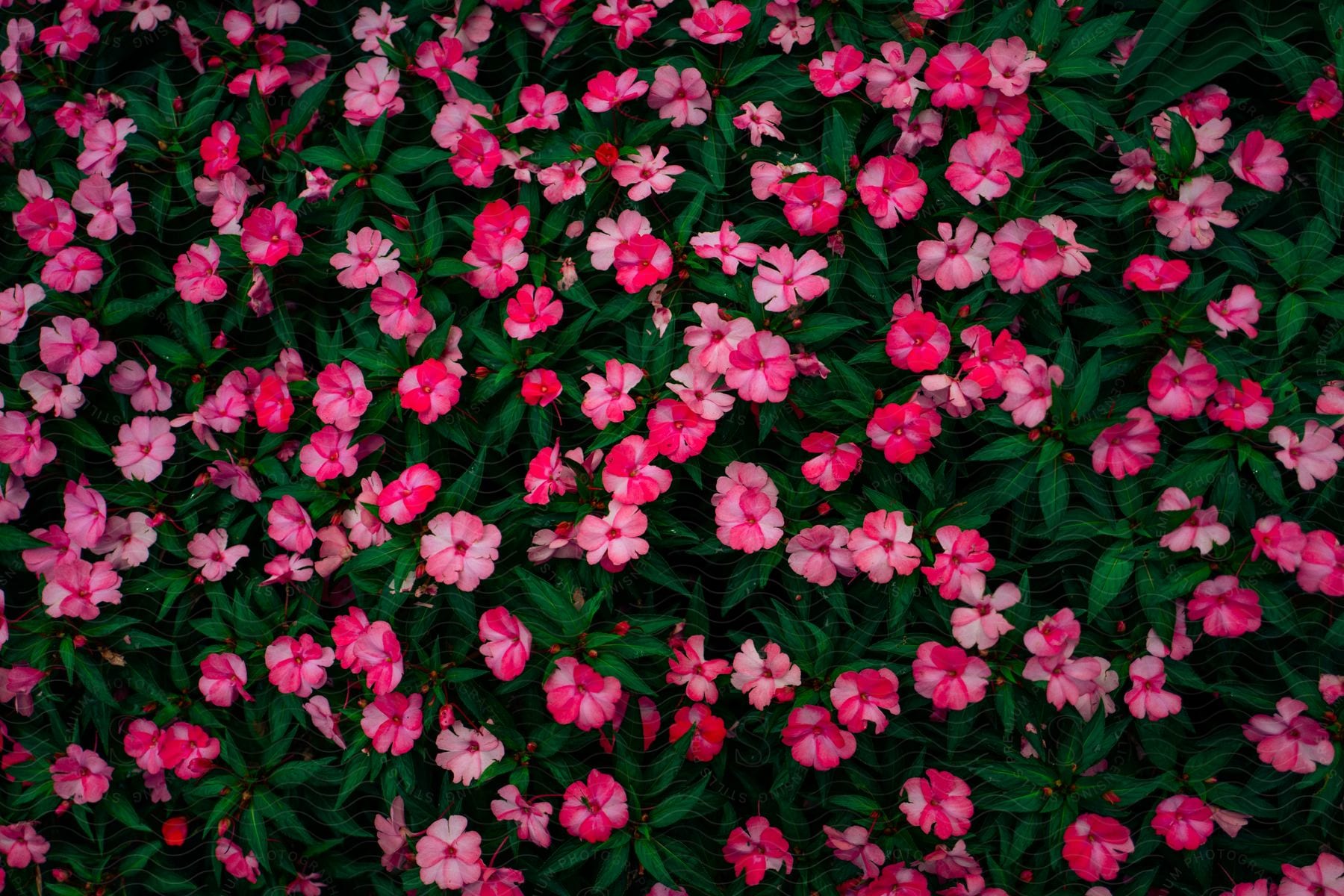 Close up of pink flowers blooming in the spring season