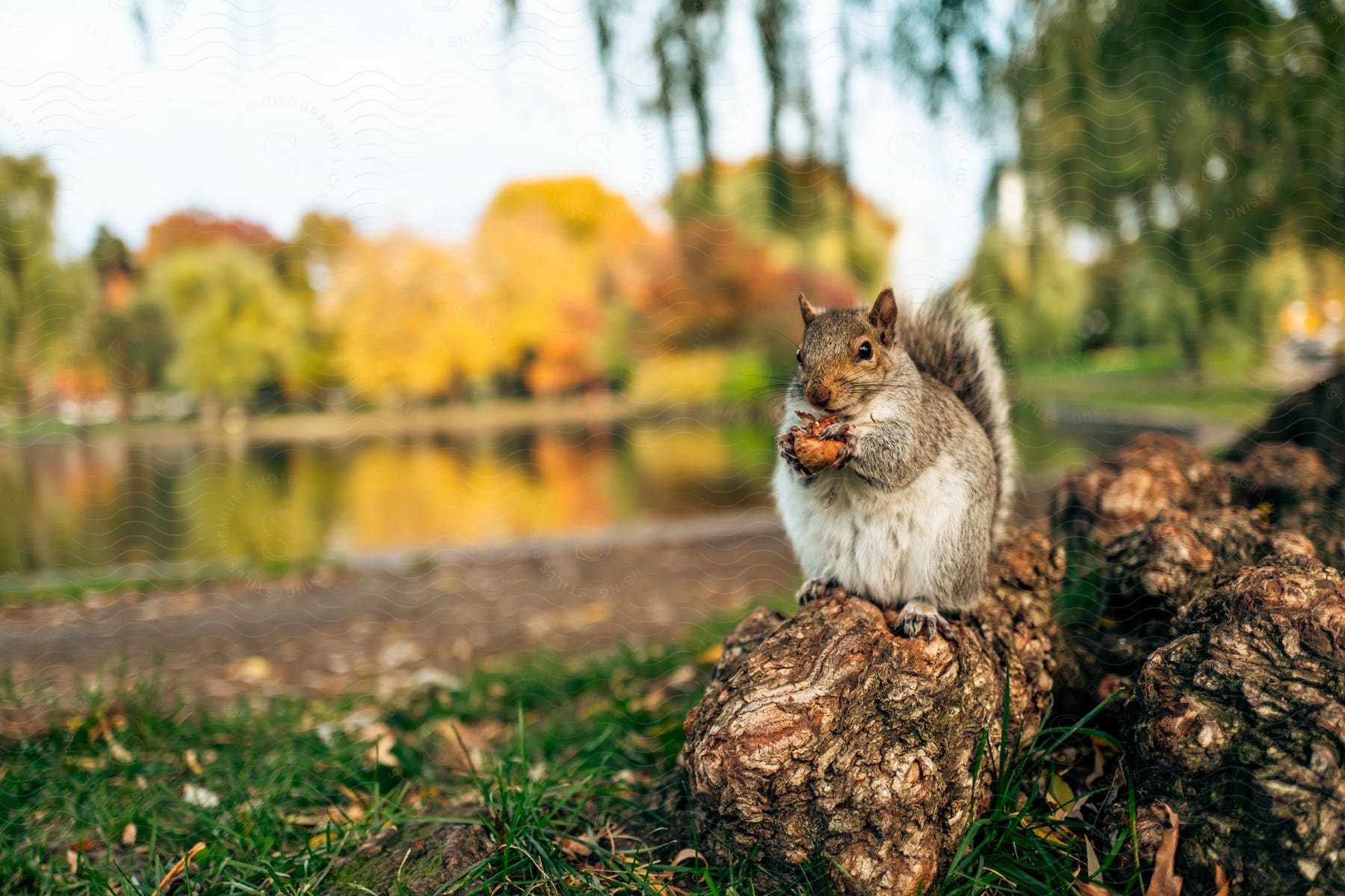 A squirrel holding a nut on a tree root