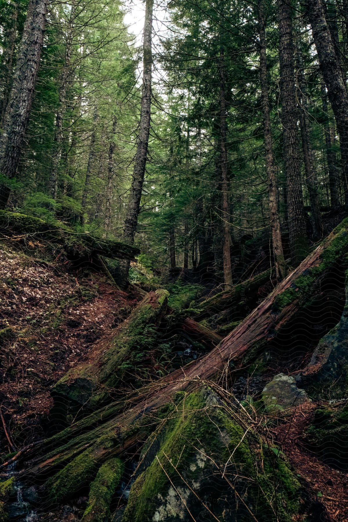 A forest with several felled trees